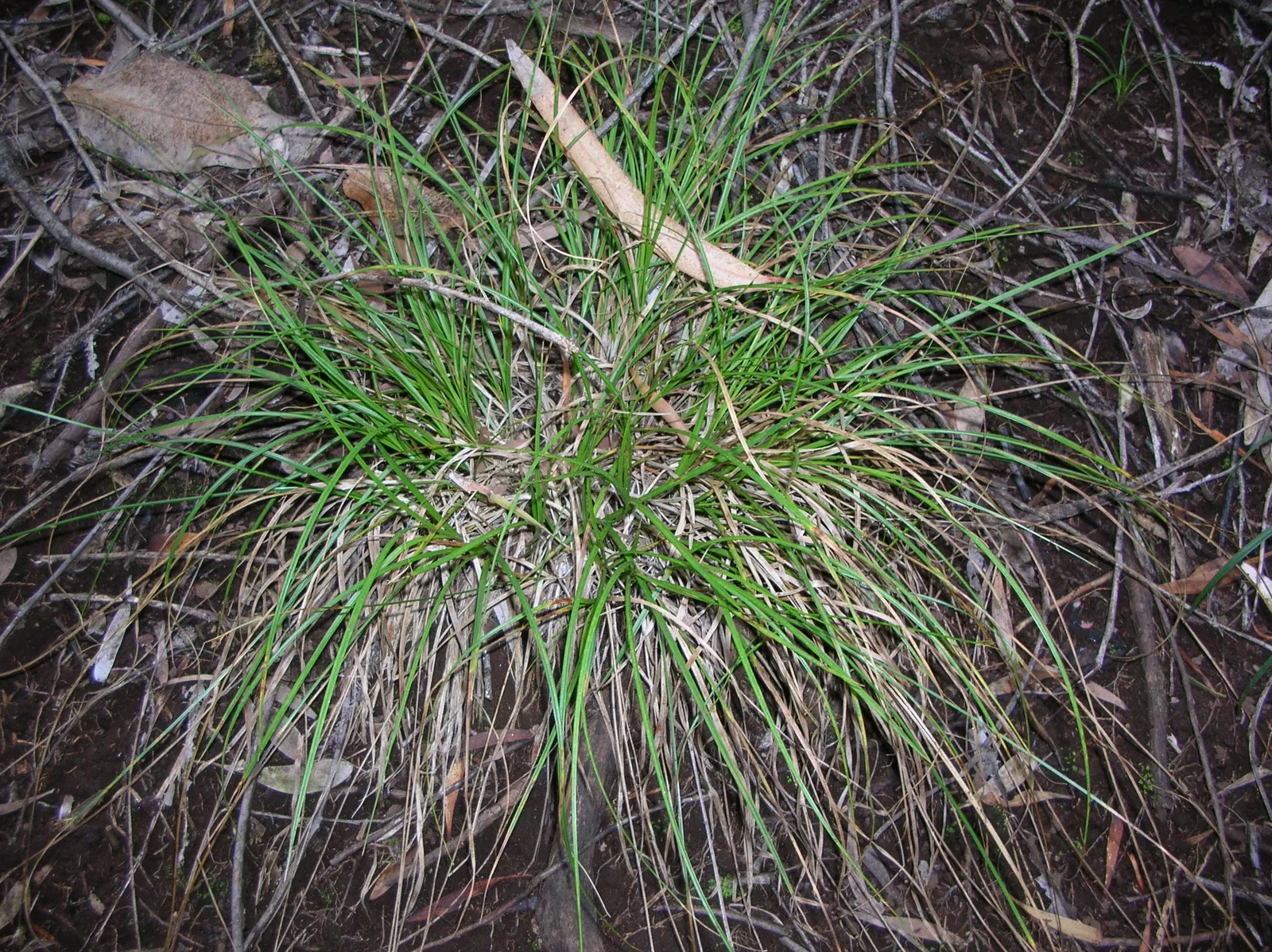 Rusty Sedge (Carex subfusca) — with a similar spread.<br><br>Carex subfusca is a relatively low-maintenance plant