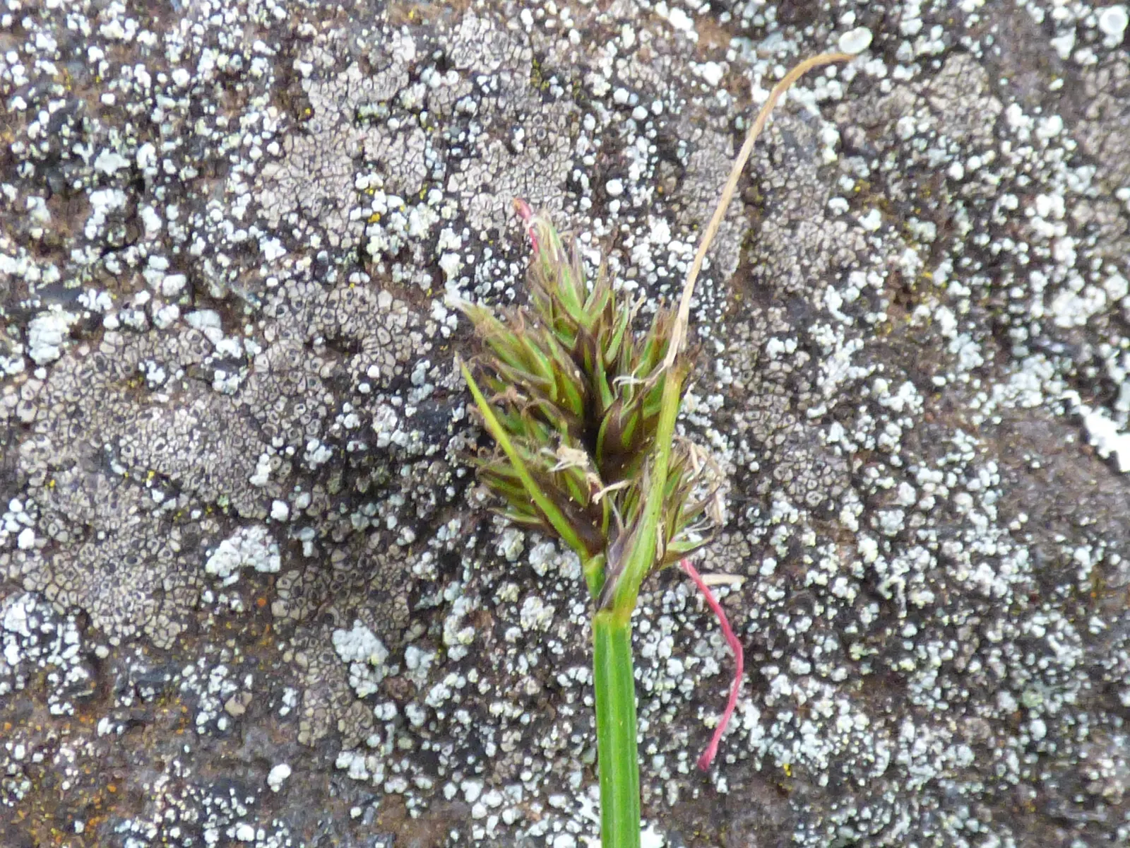 Rusty Sedge (Carex subfusca) — Easy to maintain, it's ideal for woodland settings and under-canopy planting; the leaves boast a deep green hue with a subtle