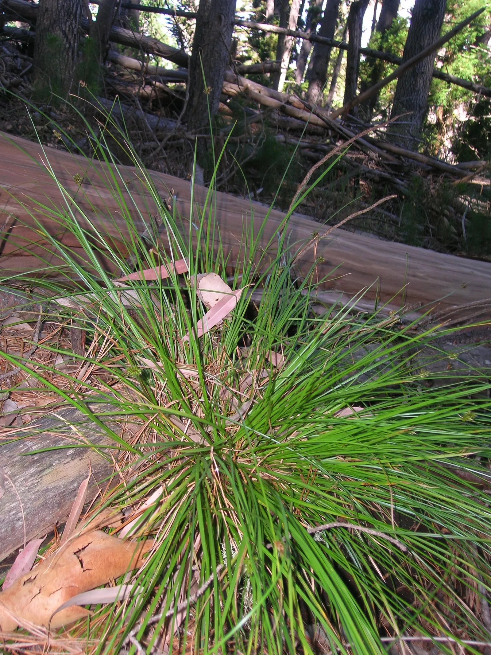 Rusty Sedge (Carex subfusca) — ensuring long-lasting performance in the garden.<br><br>Upon maturity; particularly noticeable at the base of the, image 61