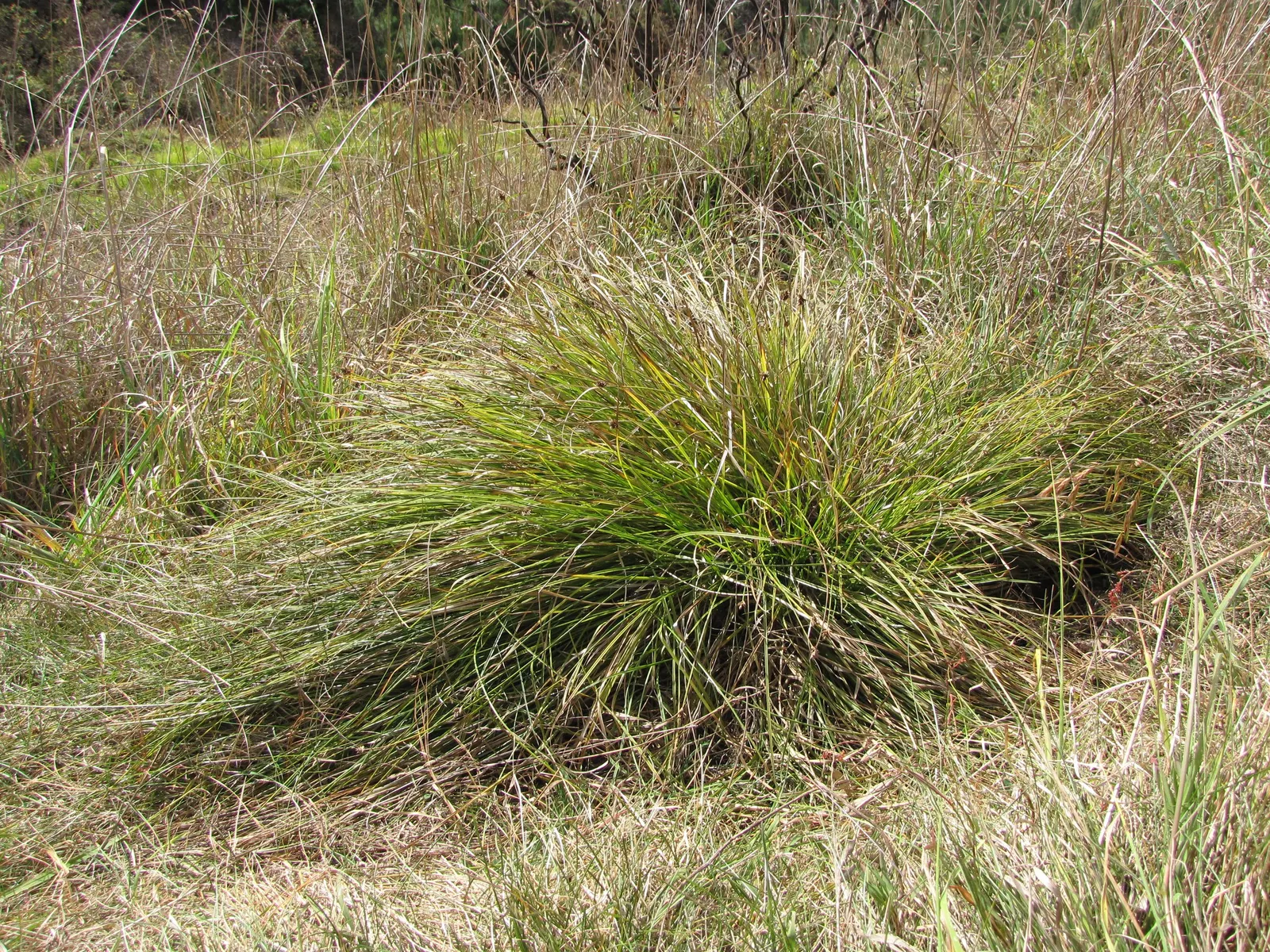Rusty Sedge (Carex subfusca) — The leaves boast a deep green hue with a subtle rust-colored tinge