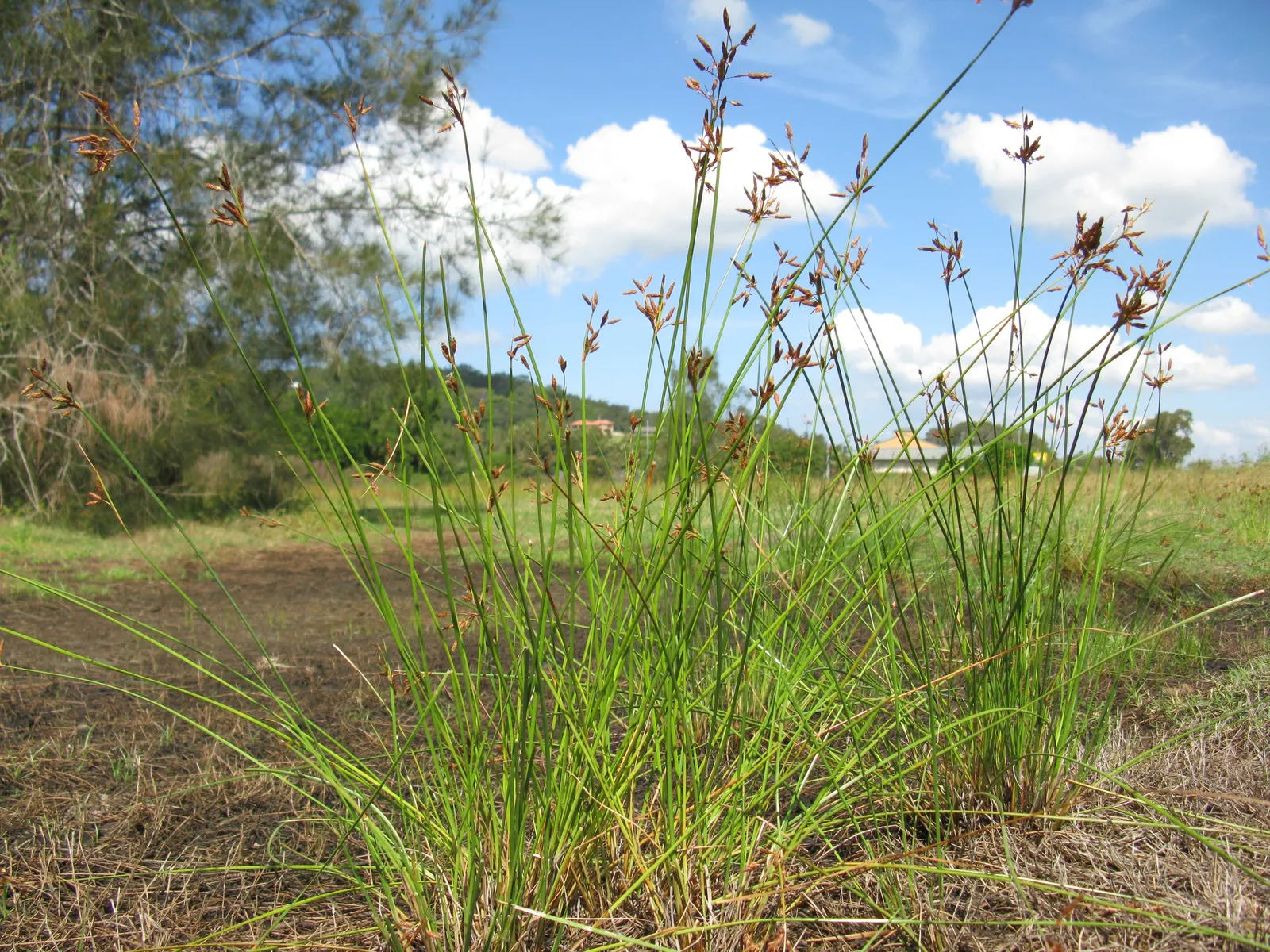 Rusty Sedge (Carex subfusca) — It typically grows 6-12 inches high and wide; mature specimens typically grow to a height of 6 to 10 inches