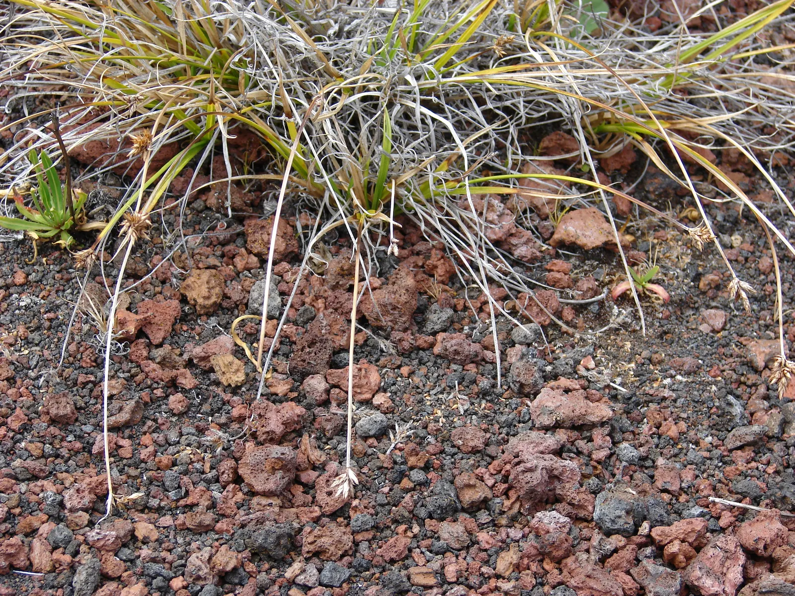 Rusty Sedge (Carex subfusca) — Easy to maintain, it's ideal for woodland settings and under-canopy planting