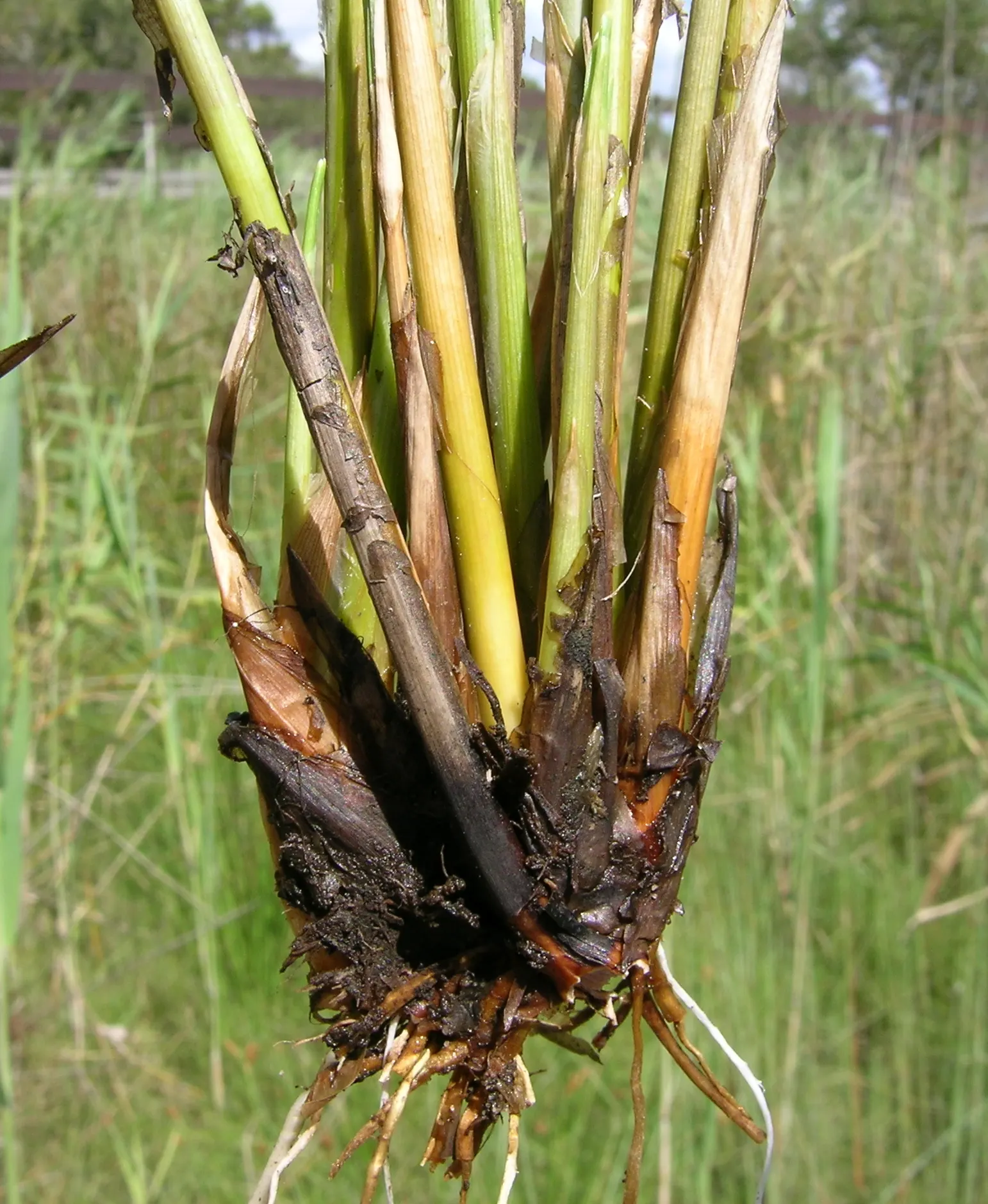 Rusty Sedge (Carex subfusca) — scientifically known as Carex subfusca; grass for full or half