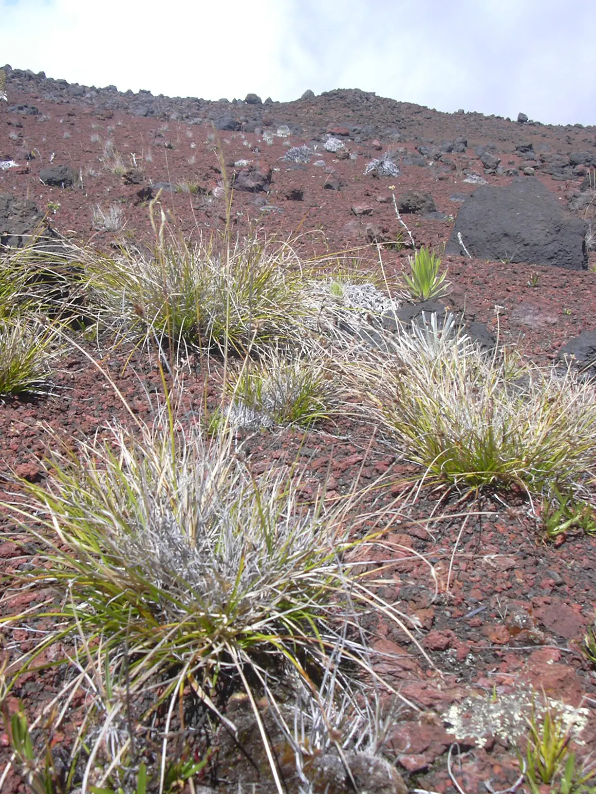 Rusty Sedge (Carex subfusca) — The leaves boast a deep green hue with a subtle rust-colored tinge; it also has excellent natural resistance to, image 55