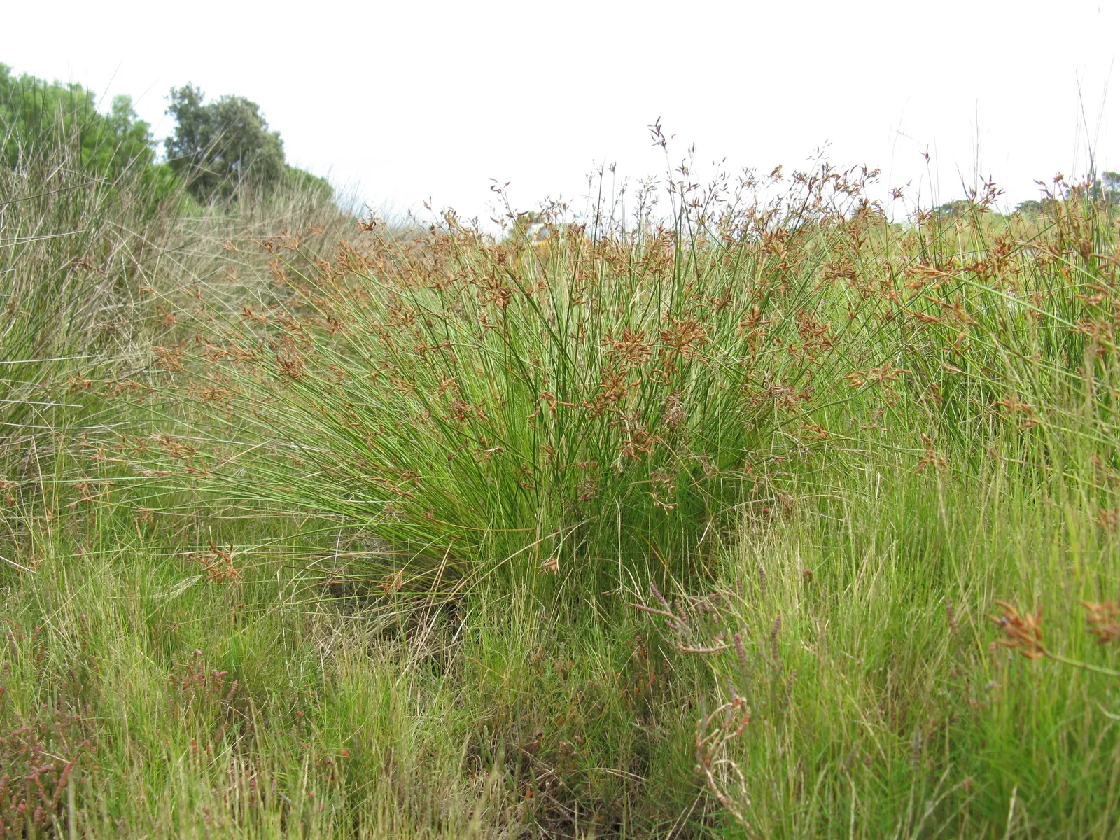 Rusty Sedge (Carex subfusca) — grass with gold blooms; requiring minimal trimming to remove spent foliage and to maintain its tidy appearance