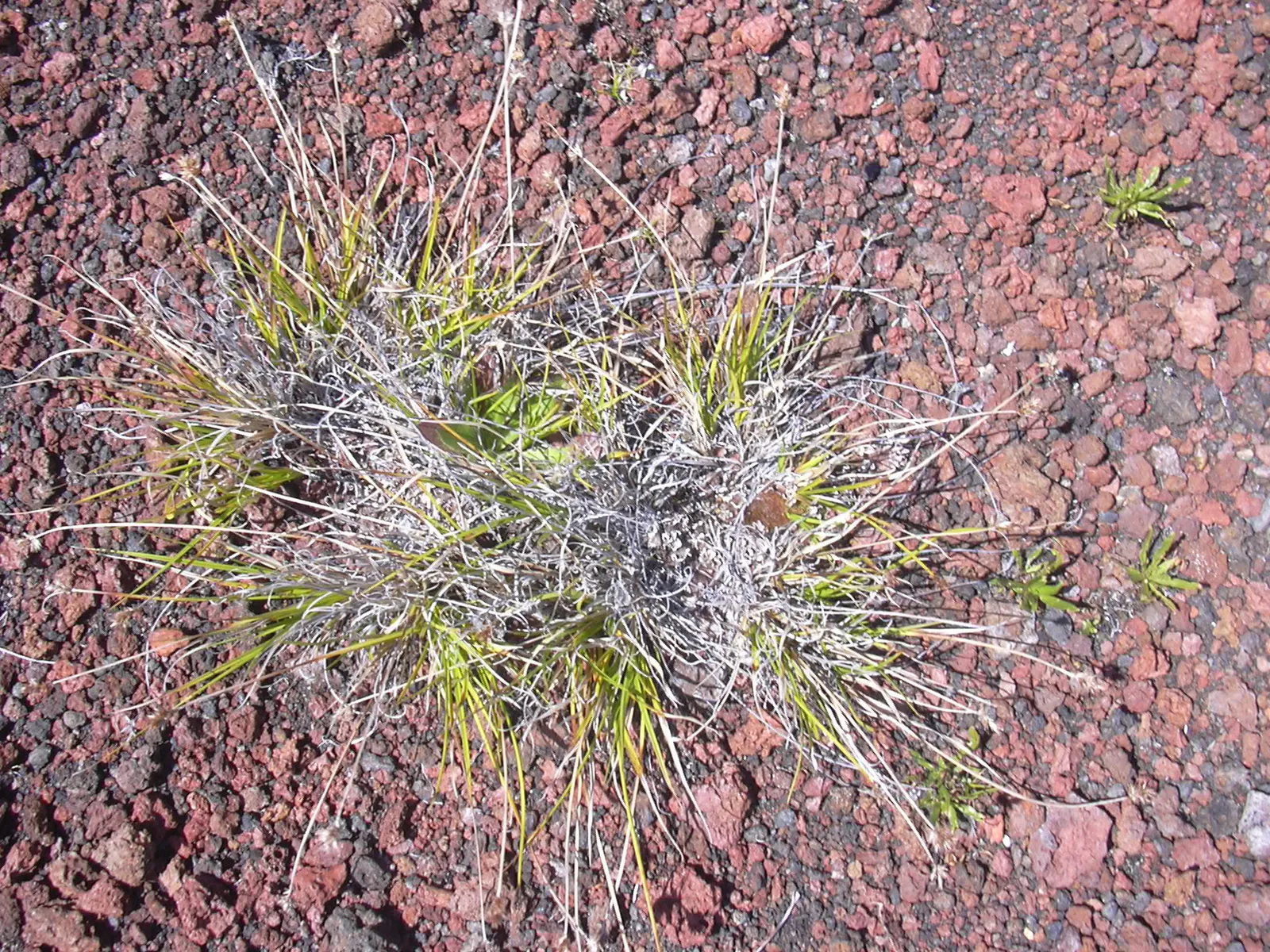 Rusty Sedge (Carex subfusca) — It also has excellent natural resistance to common pests and diseases; this sedge prefers part-shade to full-shade and moist
