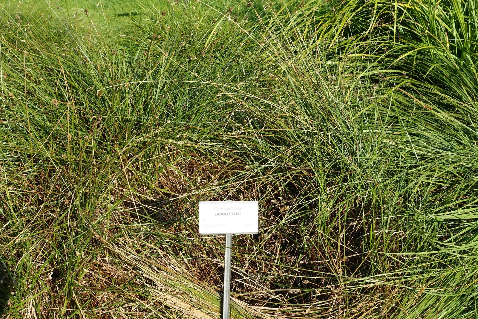 Rusty Sedge (Carex subfusca) — granting clients a year-round interest in their garden landscape; grass with gold blooms