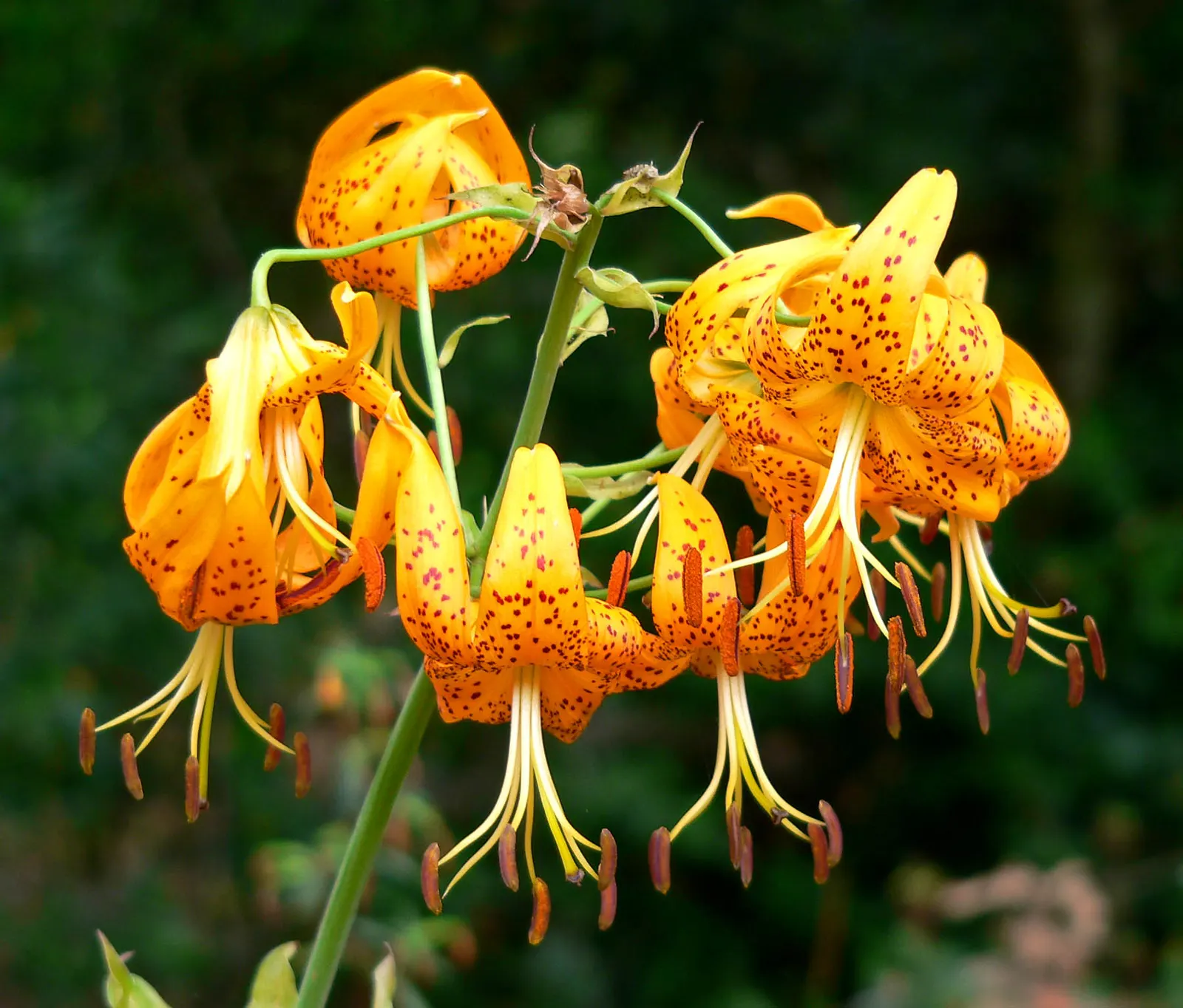 Humboldt Lily (Lilium Humboldtii) — The plant typically reaches a height of 3 to 6 feet and blooms from late spring to early summer