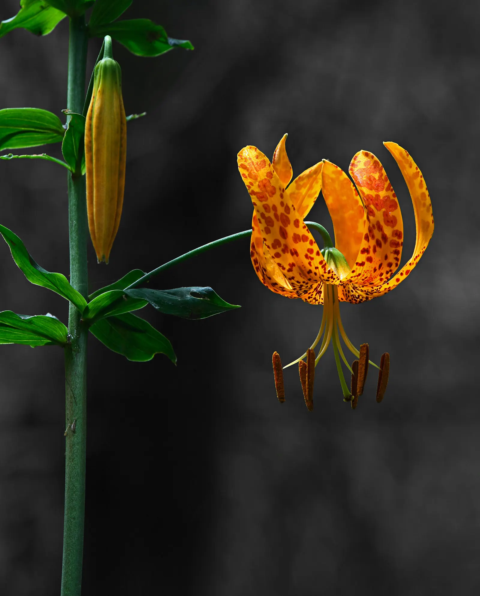 Humboldt Lily (Lilium Humboldtii) — loamy soils and are best situated in areas that receive ample sunlight