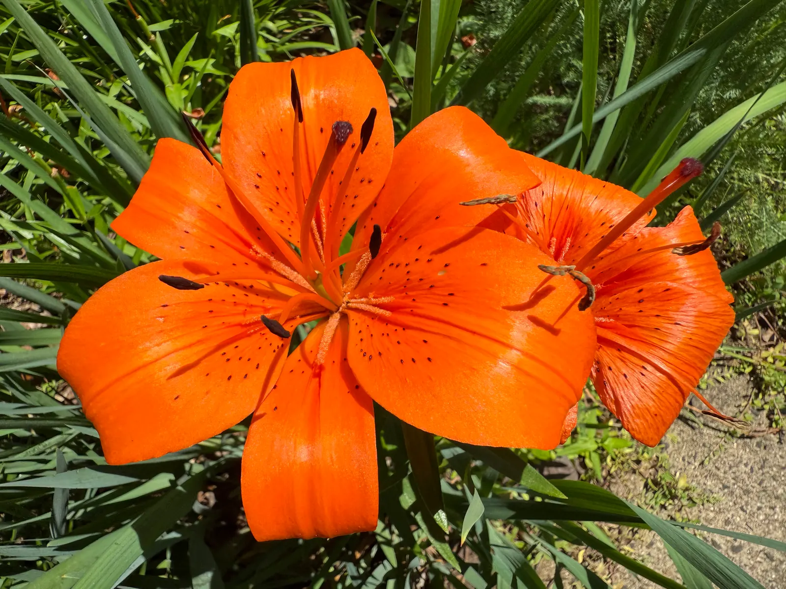Humboldt Lily (Lilium Humboldtii) — erect stem which can rise to an impressive height of 3 to 6 feet.<br><br>These lilies prefer well-drained