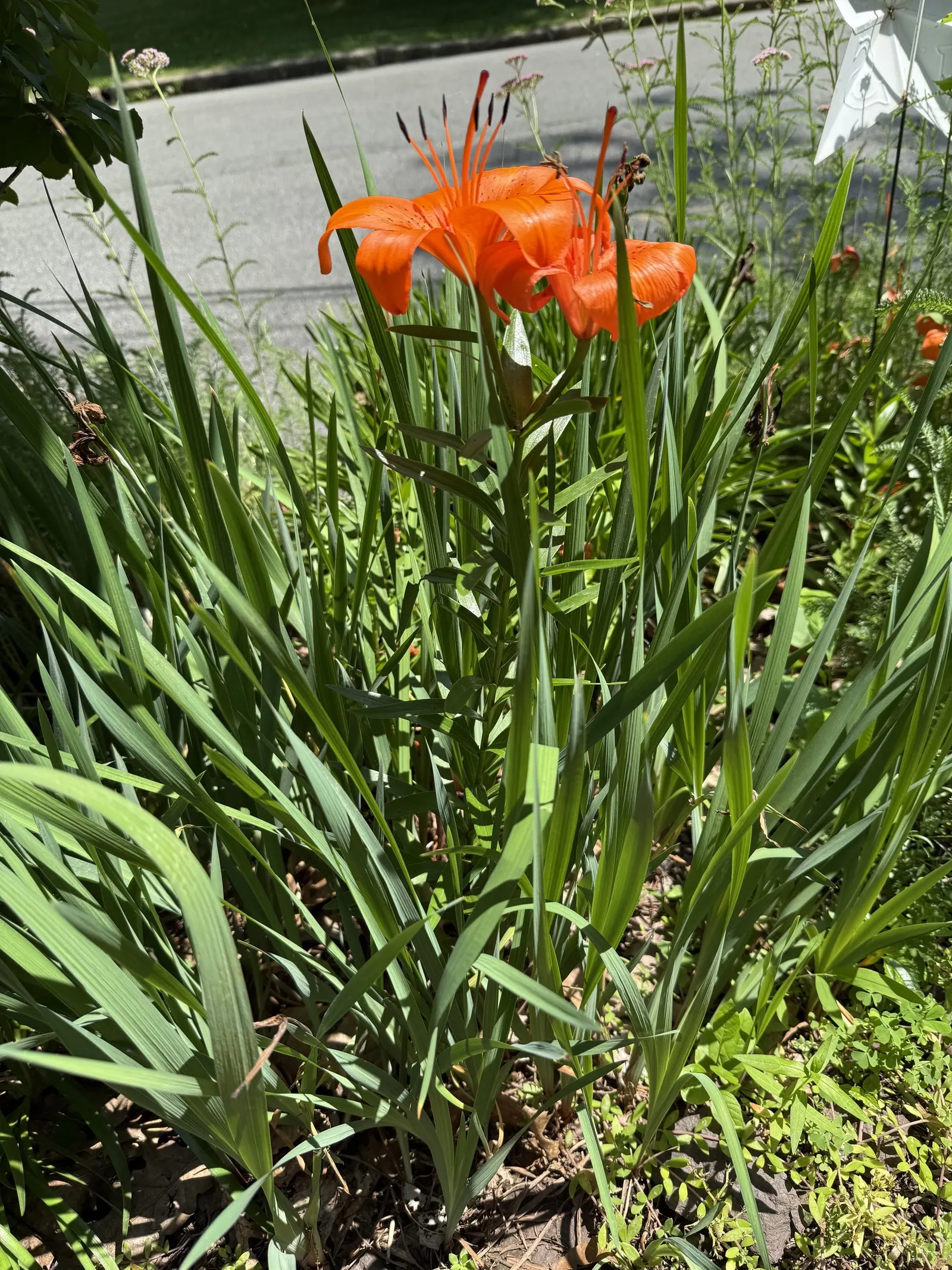 Humboldt Lily (Lilium Humboldtii) — from sea level to a soaring 6,000 feet