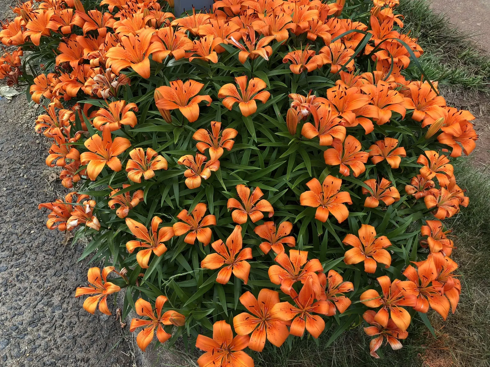 Humboldt Lily (Lilium Humboldtii) — Ideal for adding vertical interest and a splash of color to woodland garden settings