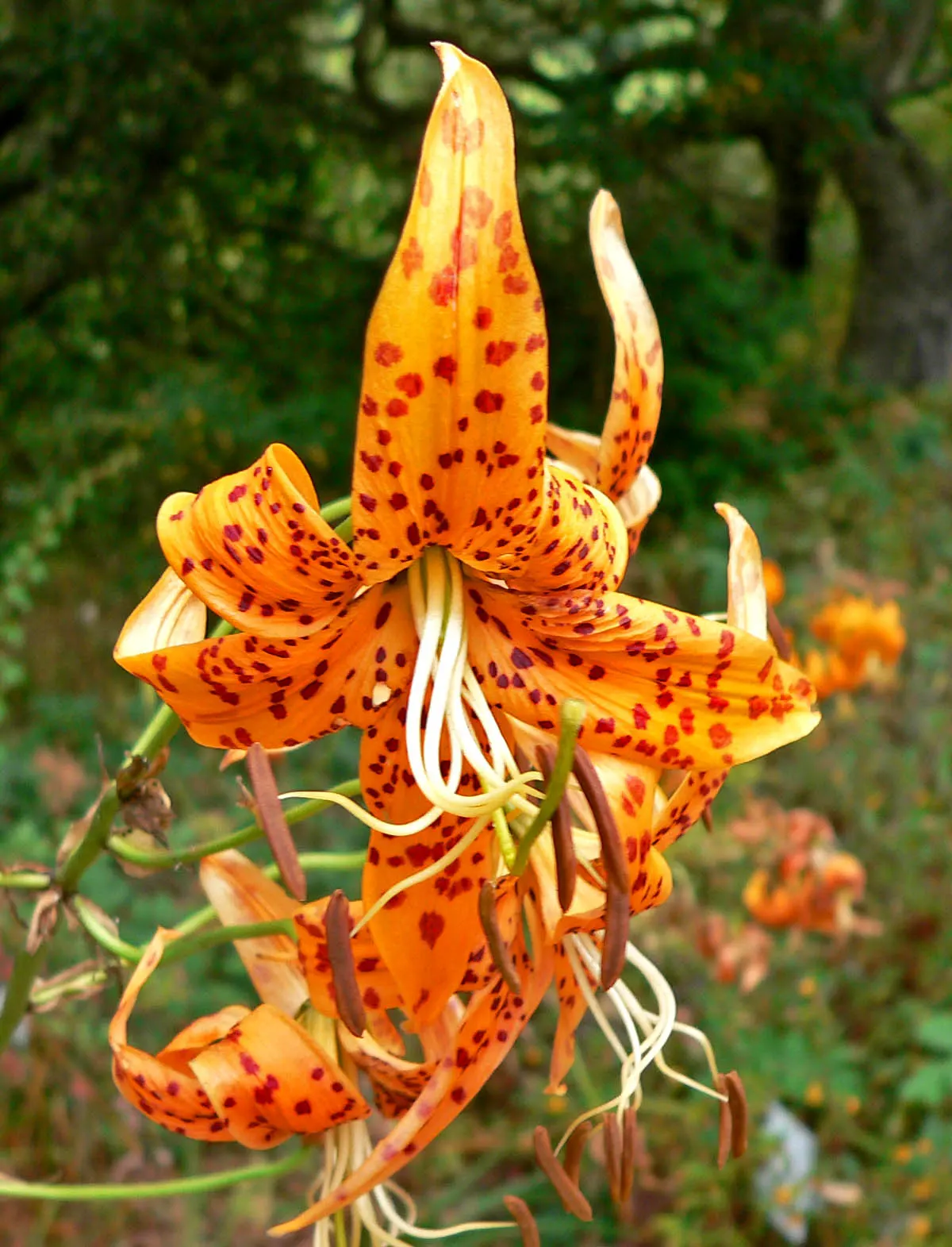 Humboldt Lily (Lilium Humboldtii) — as mature plants can span 12 to 18 inches wide