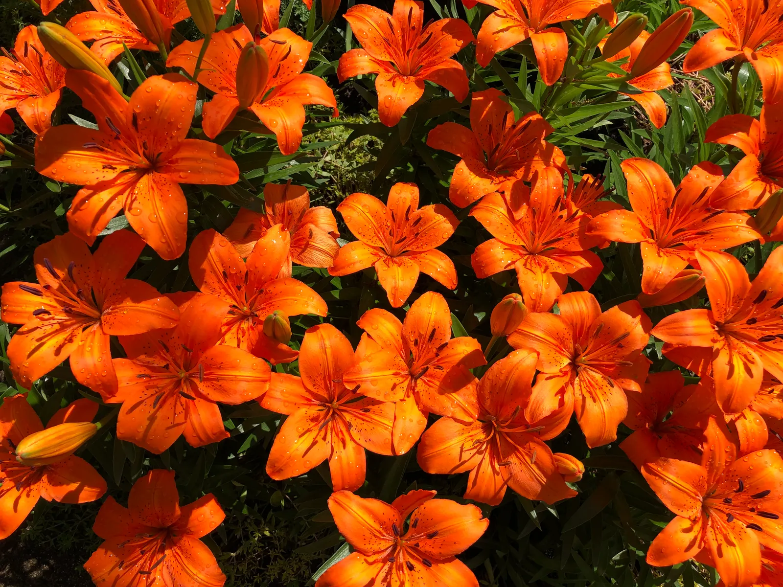 Humboldt Lily (Lilium Humboldtii) — Each bloom measures between 2 to 4 inches across and is situated atop a robust