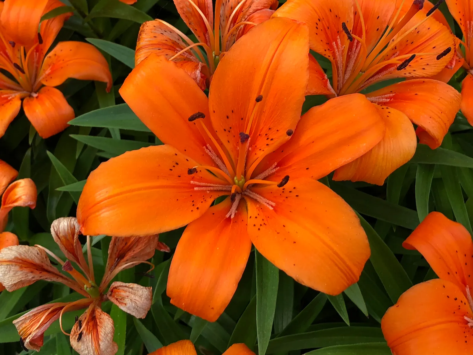 Humboldt Lily (Lilium Humboldtii) — This regal species is distinctive for its striking orange flowers