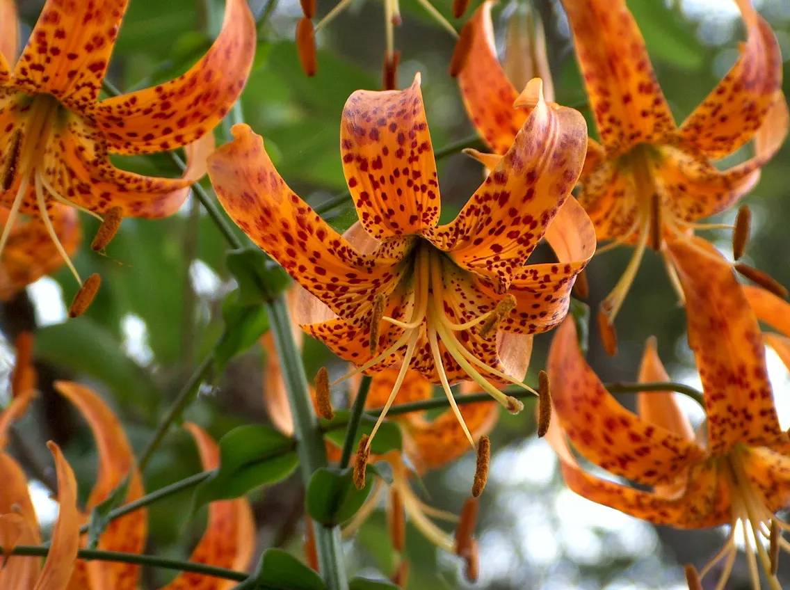 Humboldt Lily (Lilium Humboldtii) — which are generously speckled with maroon spots and bloom from late spring to early summer