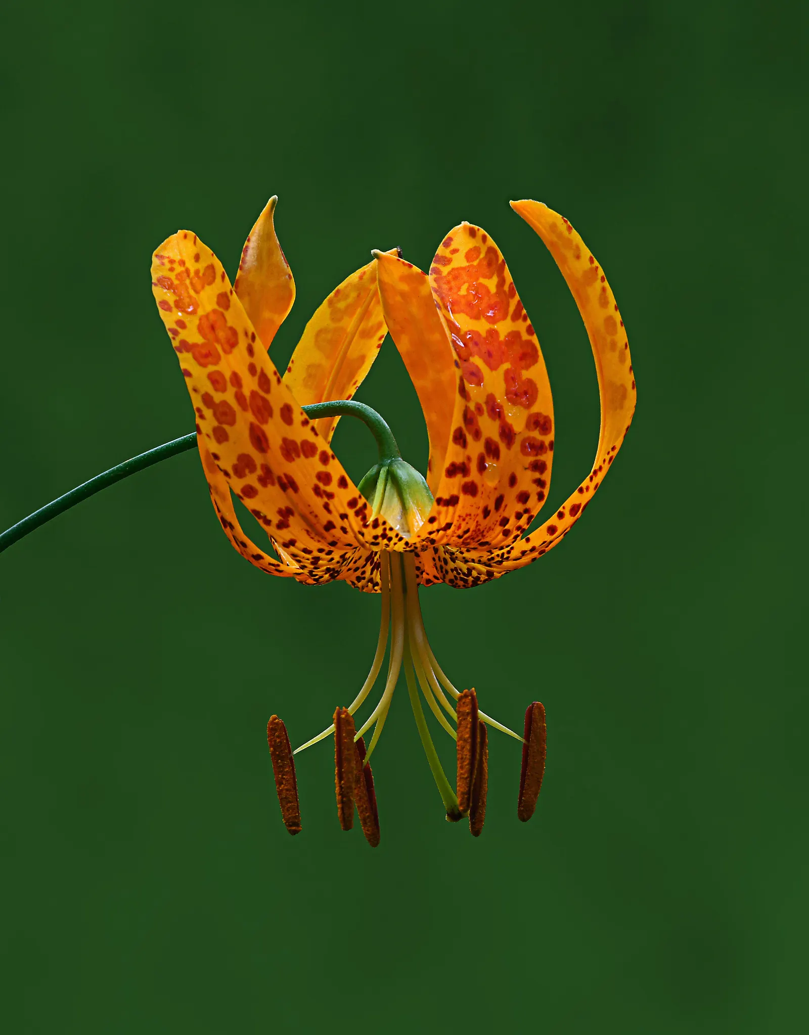 Humboldt Lily (Lilium Humboldtii) — although they will tolerate partial shade