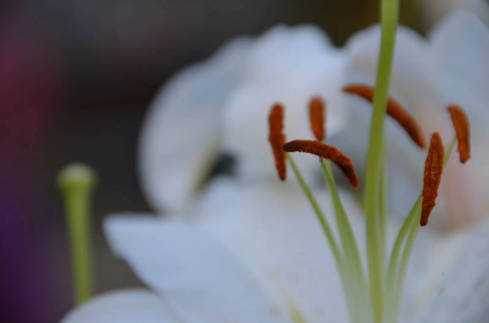 Humboldt Lily (Lilium Humboldtii) — bulb with orange blooms