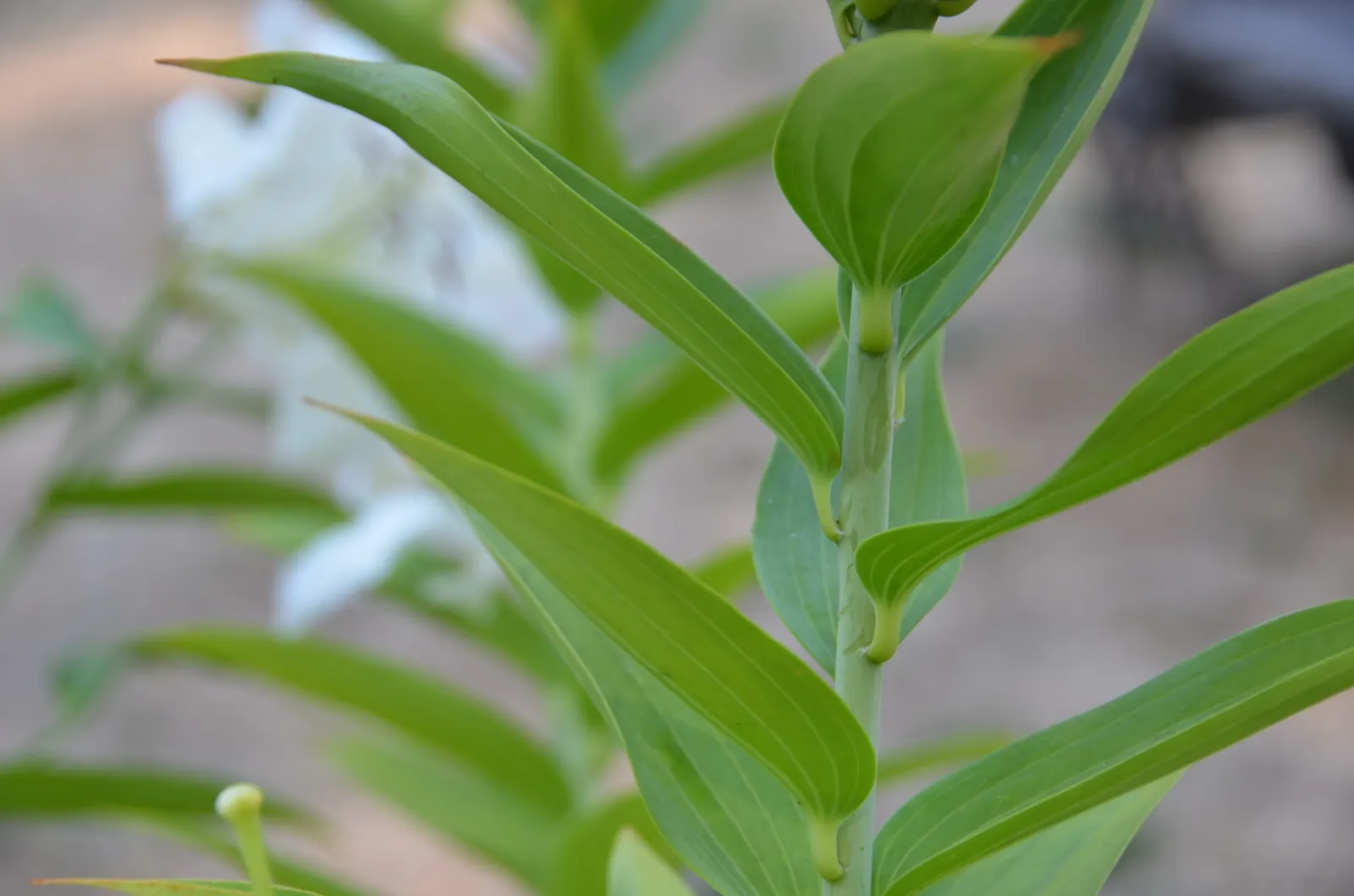 Humboldt Lily (Lilium Humboldtii) — as well as a hospitable allure for local pollinators such as hummingbirds