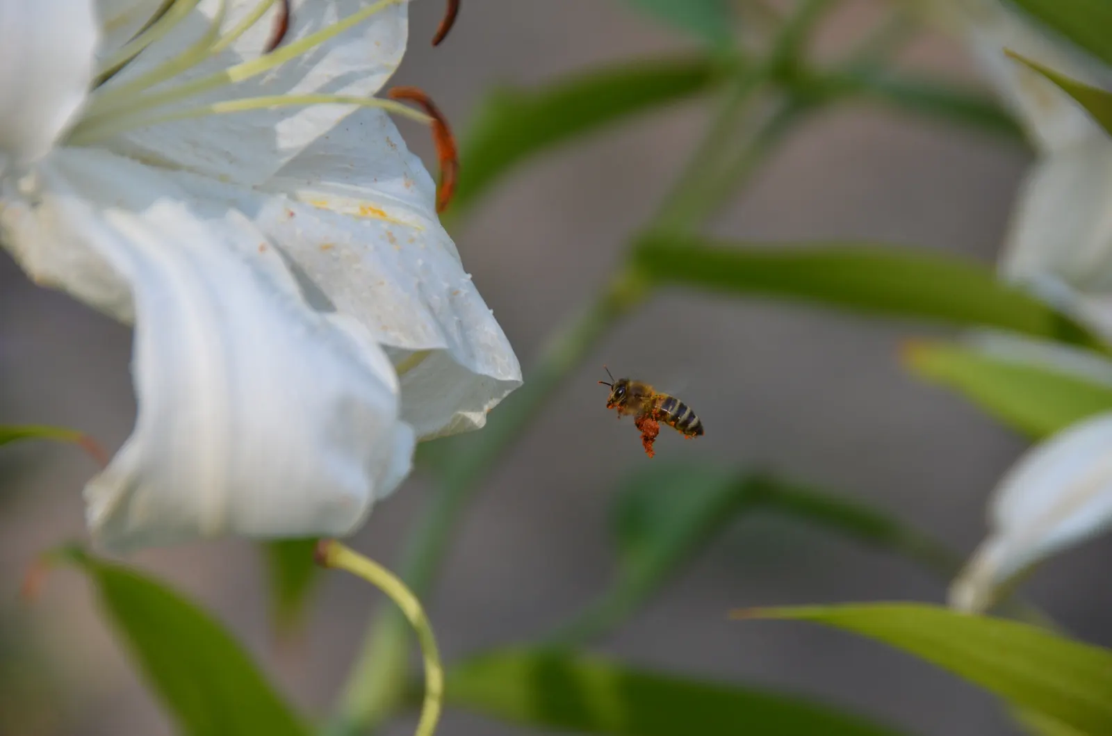 Humboldt Lily (Lilium Humboldtii) — Ideal for adding vertical interest and a splash of color to woodland garden settings; loamy soils and are best situated in