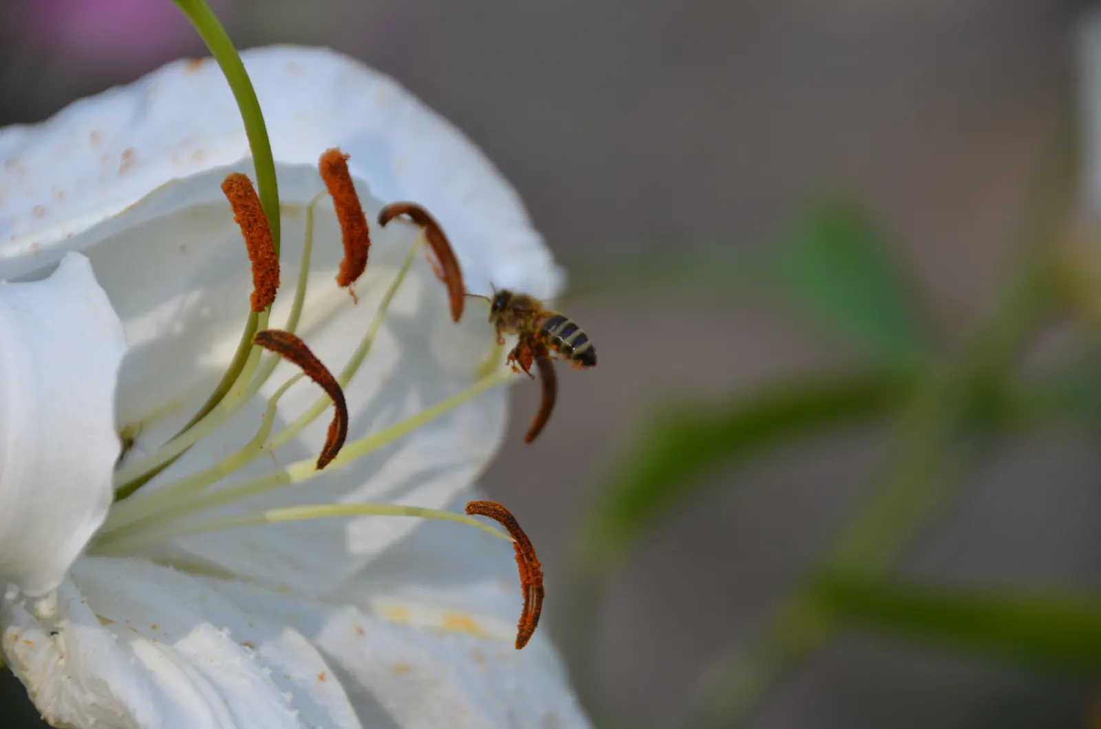 Humboldt Lily (Lilium Humboldtii) — The Humboldt Lily (Lilium humboldtii) is a captivating perennial native to California; the plant typically reaches a height