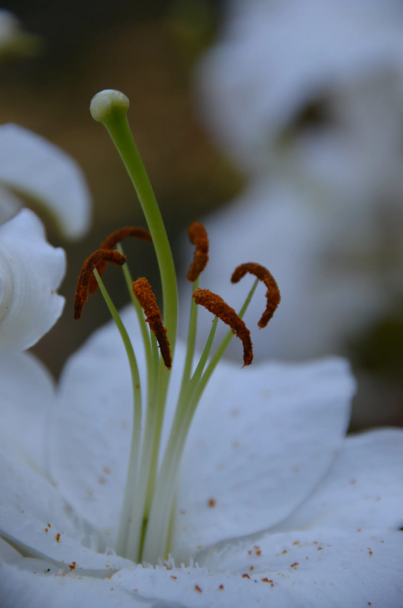 Humboldt Lily (Lilium Humboldtii) — bulb for full or half
