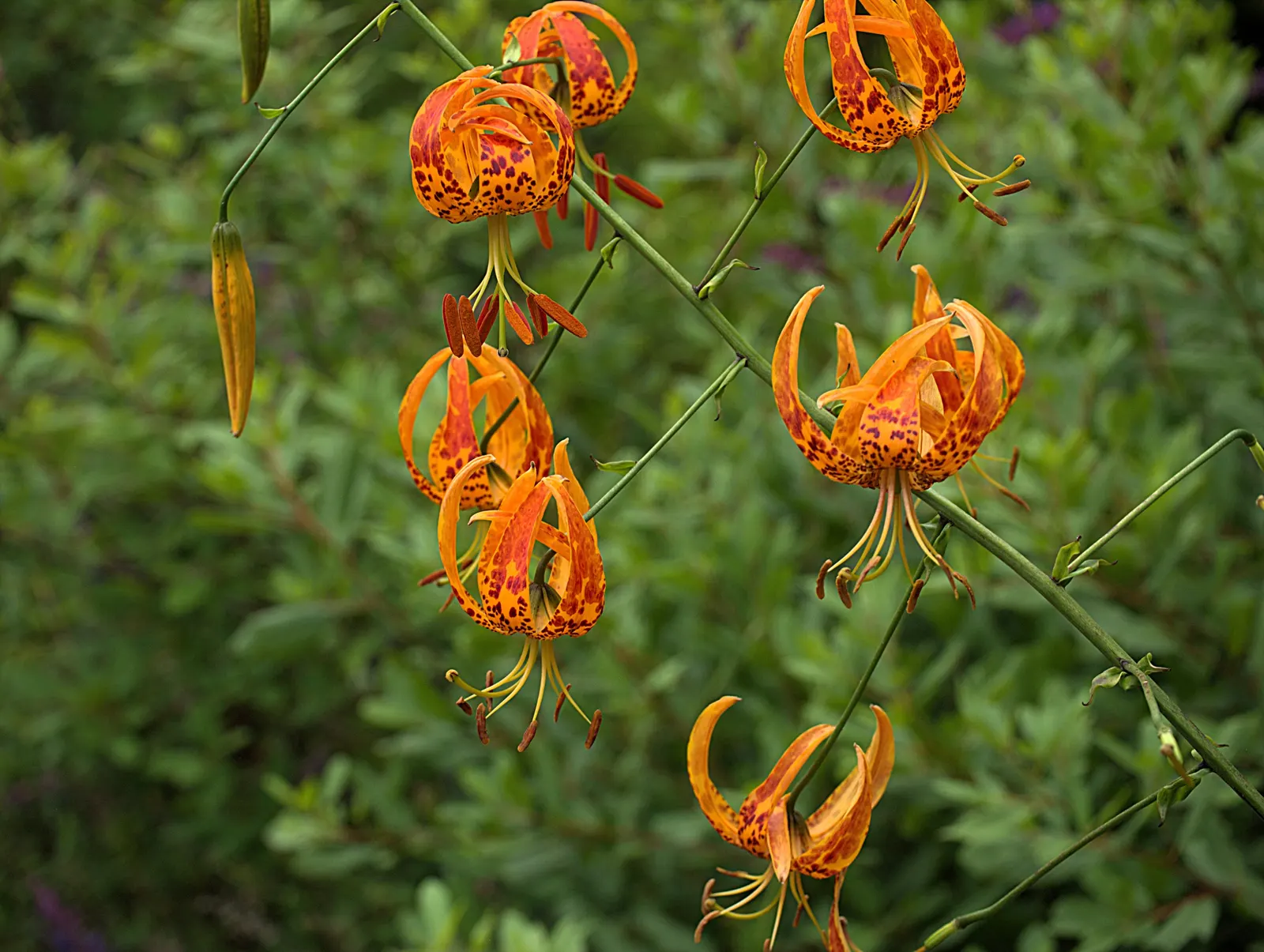 Humboldt Lily (Lilium Humboldtii) — it is essential to consider both its vertical presence and its potential spread