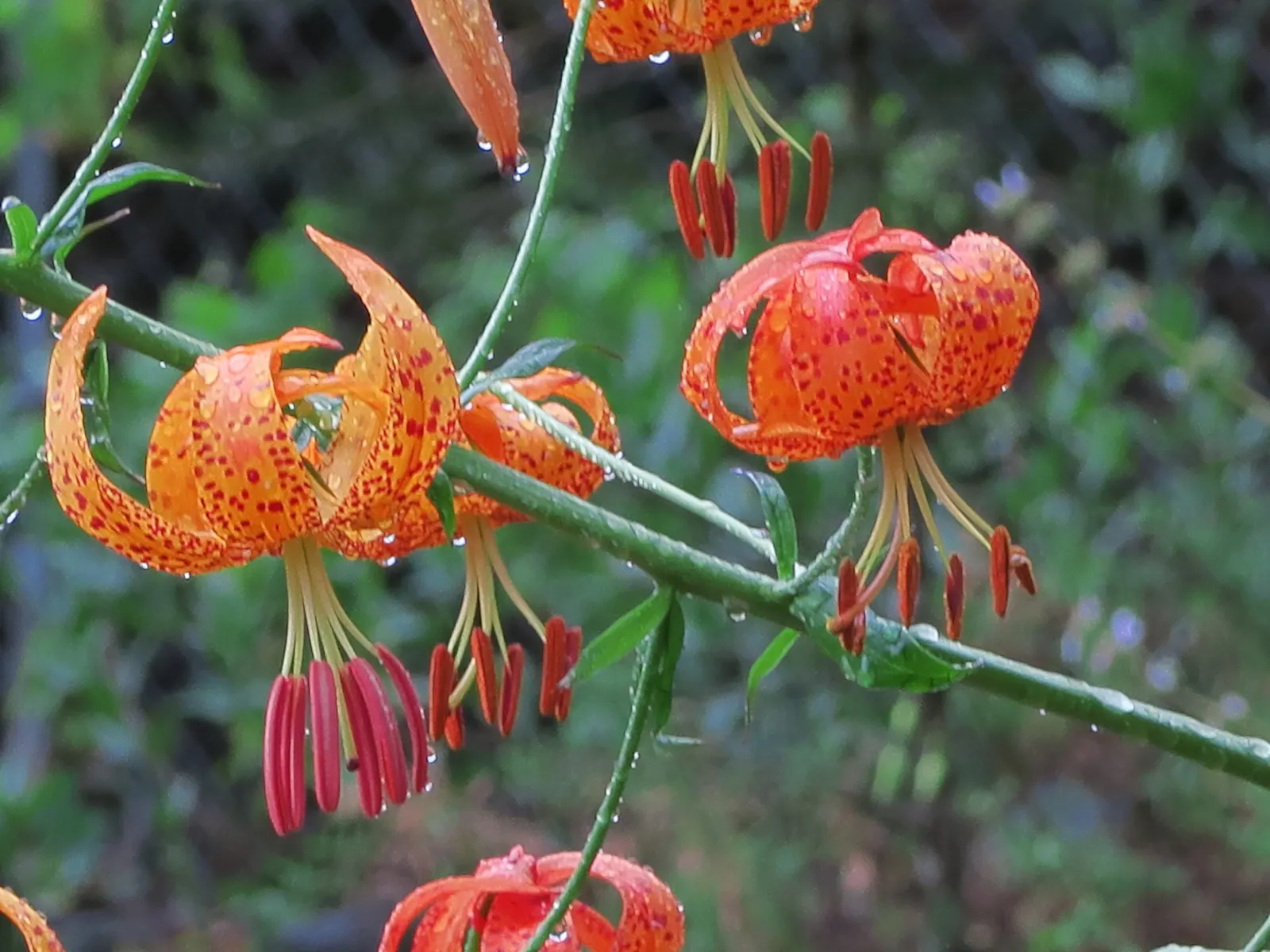 Humboldt Lily (Lilium Humboldtii) — these lilies are drought-tolerant once established