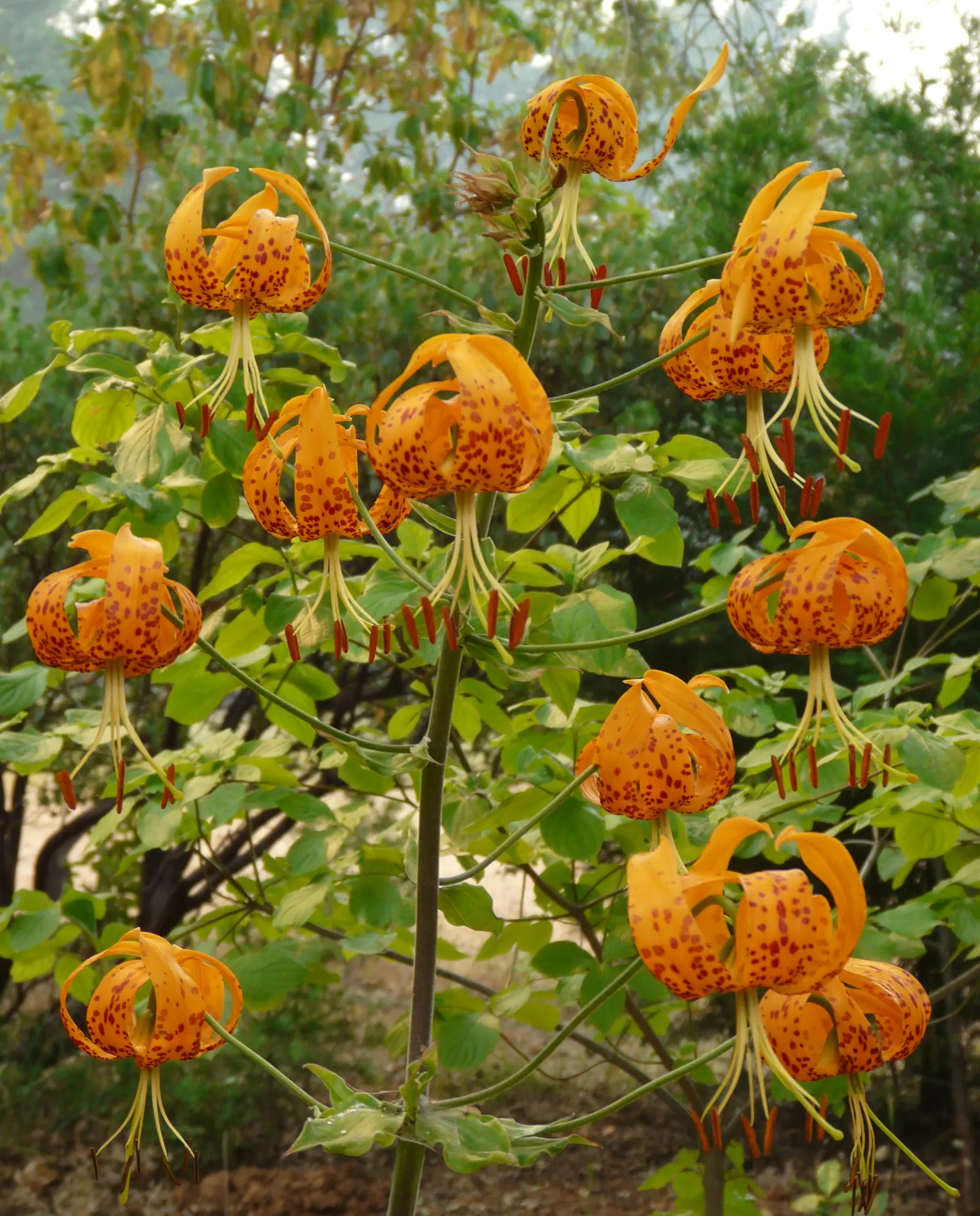 Humboldt Lily (Lilium Humboldtii) — It thrives in well-drained soils, preferring partial shade to full sun; as well as a hospitable allure for local