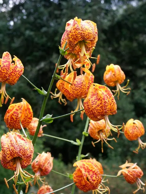 Humboldt Lily (Lilium Humboldtii) — native Californian perennial that exudes an air of exotic elegance in any garden landscape