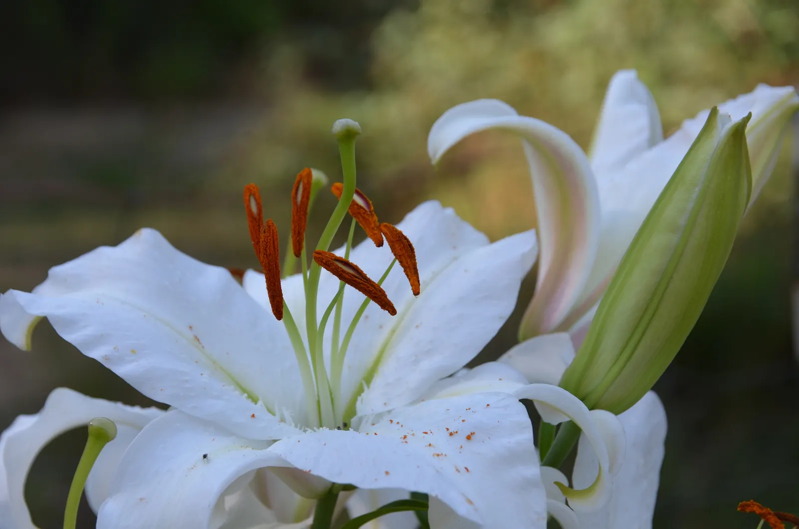 Humboldt Lily (Lilium Humboldtii) — This striking species features vivid orange flowers with darker spots, spanning up to six inches across; loamy soils and