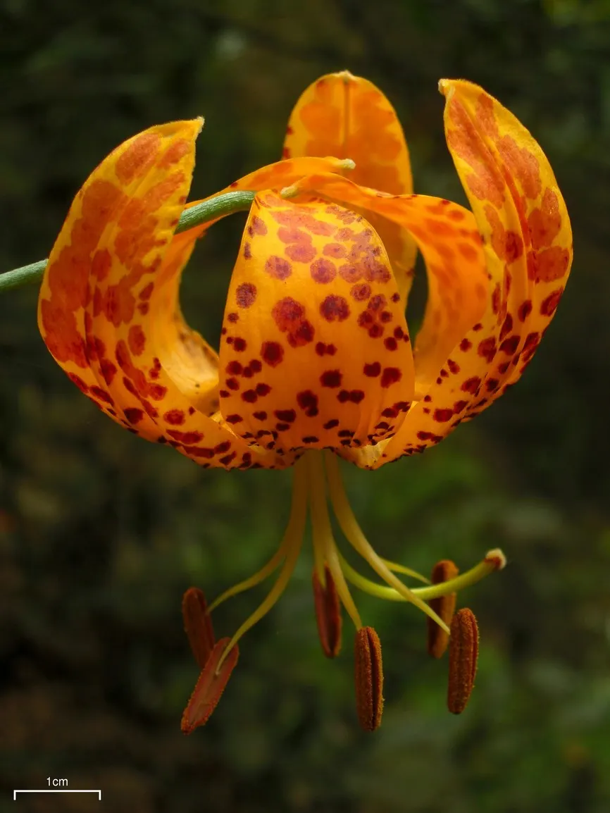 Humboldt Lily (Lilium Humboldtii) — The Humboldt Lily (Lilium humboldtii) is a captivating perennial native to California