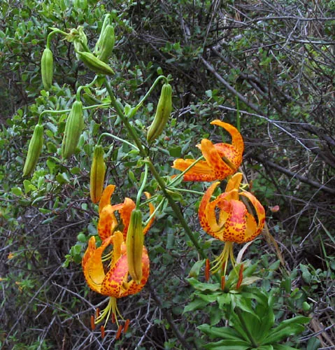 Humboldt Lily (Lilium Humboldtii) — orange flowers in the garden