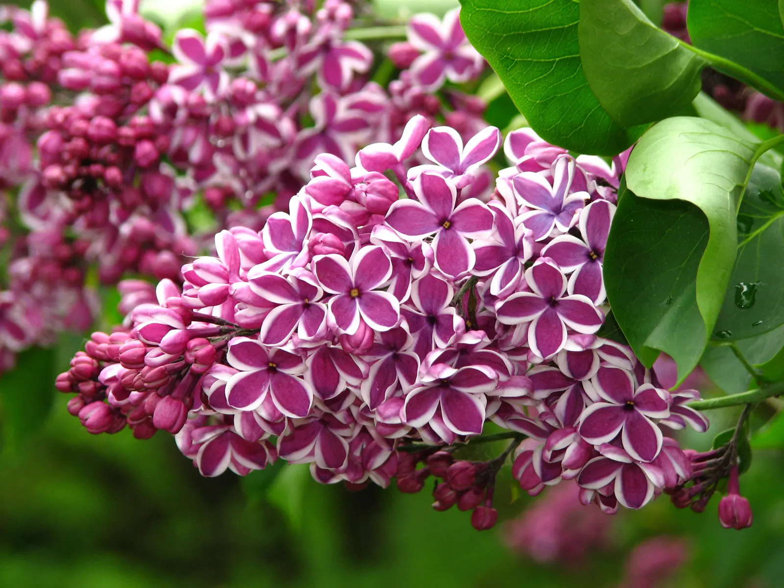 Sensation Lilac (Syringa Vulgaris 'Sensation') — neutral to slightly alkaline soil conditions.<br><br>Practical for the client's knowledge