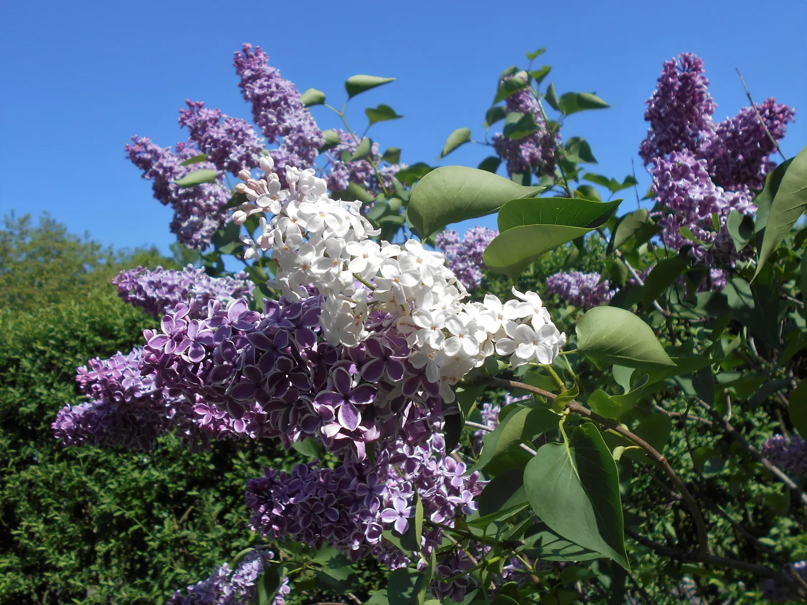 Sensation Lilac (Syringa Vulgaris 'Sensation') — tolerating winter temperatures as low as -40&deg;F to -30&deg;F