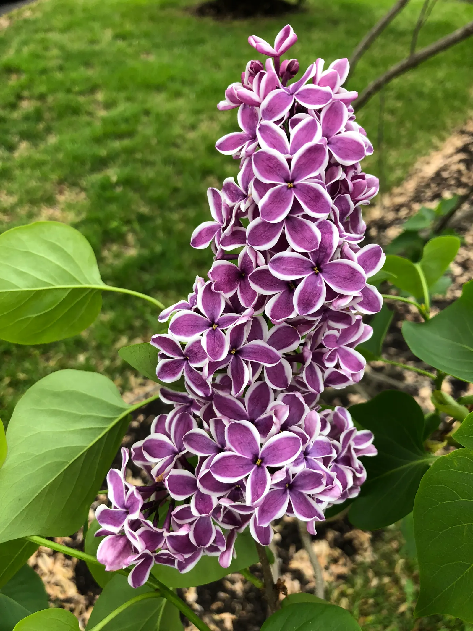 Sensation Lilac (Syringa Vulgaris 'Sensation') — is a striking cultivar celebrated for its distinctive blooms and delightful fragrance; this deciduous shrub