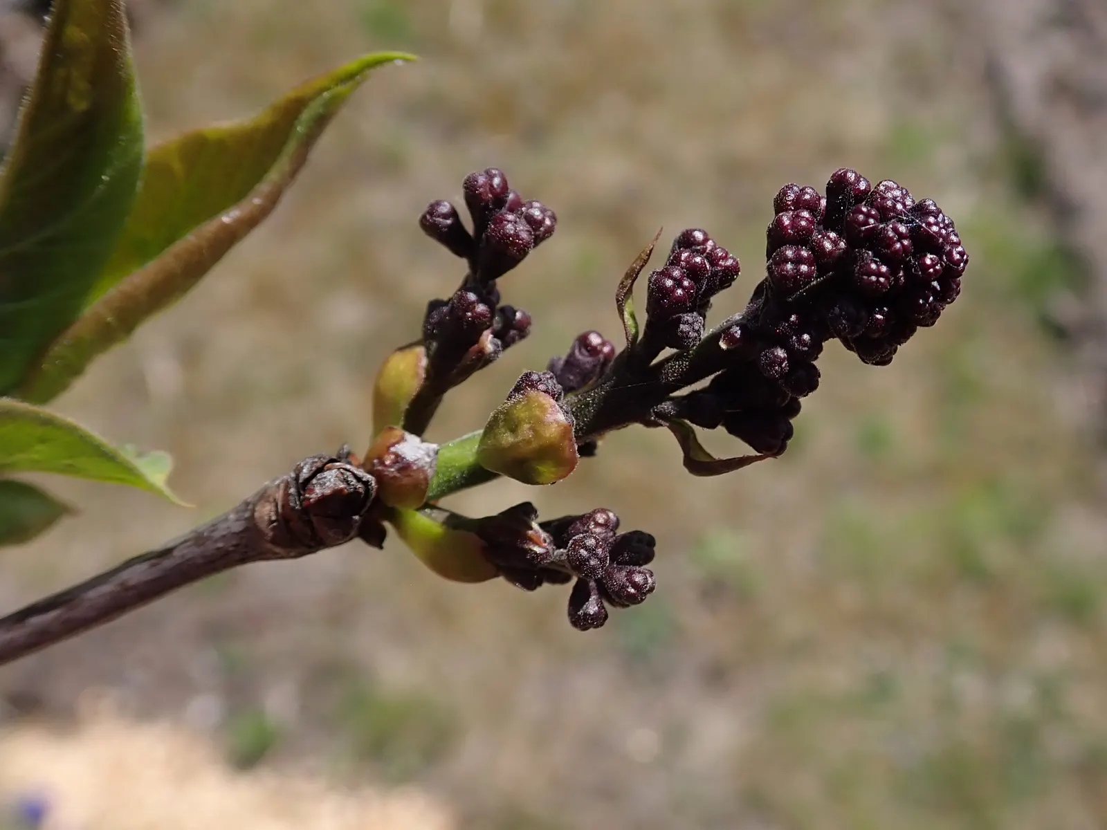 Sensation Lilac (Syringa Vulgaris 'Sensation') — This resilient shrub is a low-maintenance choice; each inflorescence boasts rich purple petals that are