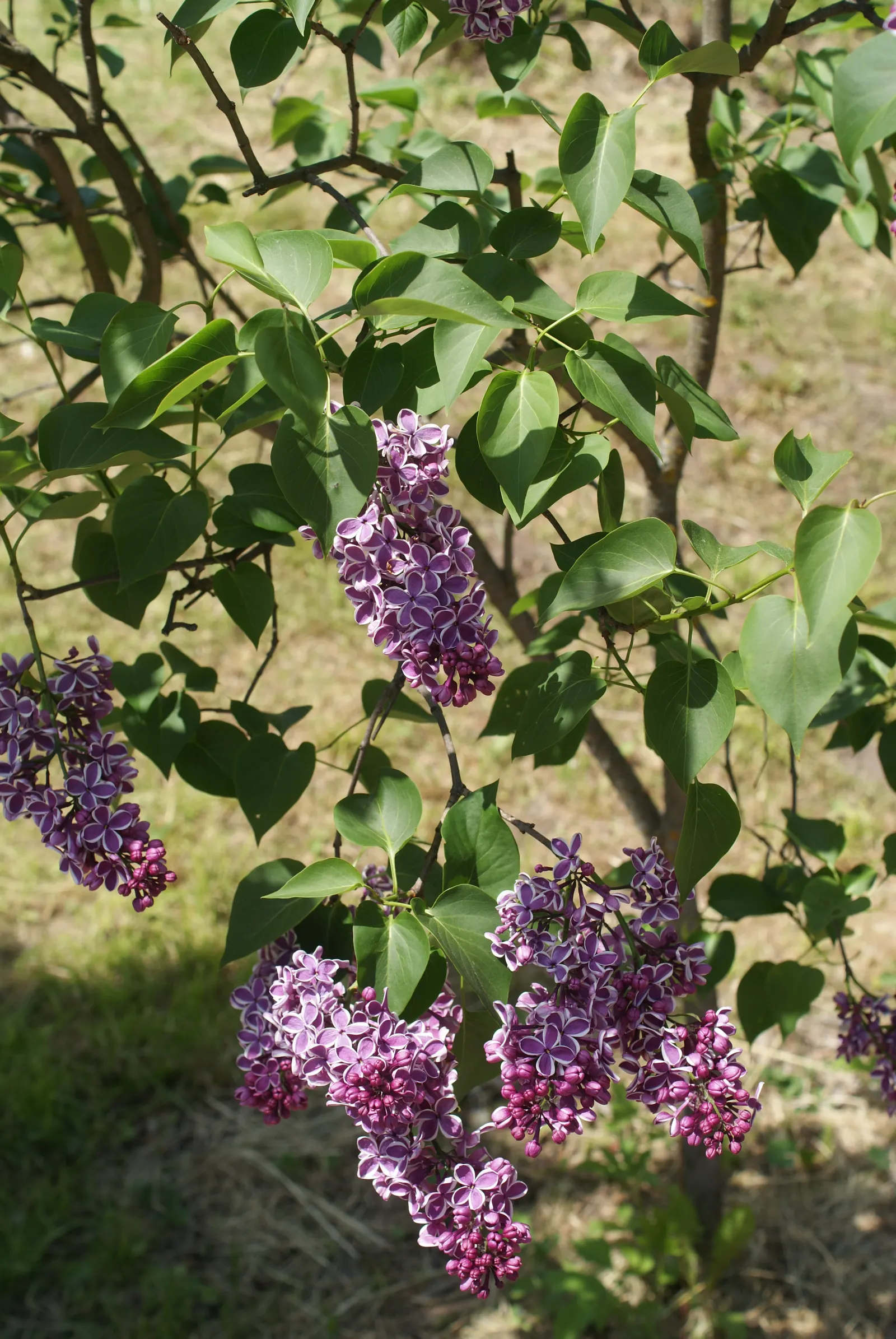 Sensation Lilac (Syringa Vulgaris 'Sensation') — creating a spellbinding contrast that truly makes this plant a 'sensation'; this resilient shrub is a
