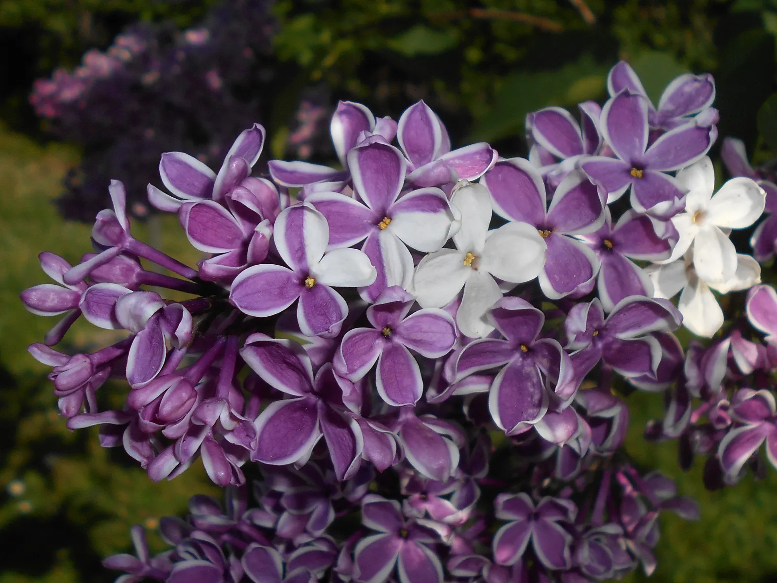 Sensation Lilac (Syringa Vulgaris 'Sensation') — Full sun exposure is ideal, at least 6 to 8 hours of direct sunlight per day, to encourage optimal blooming