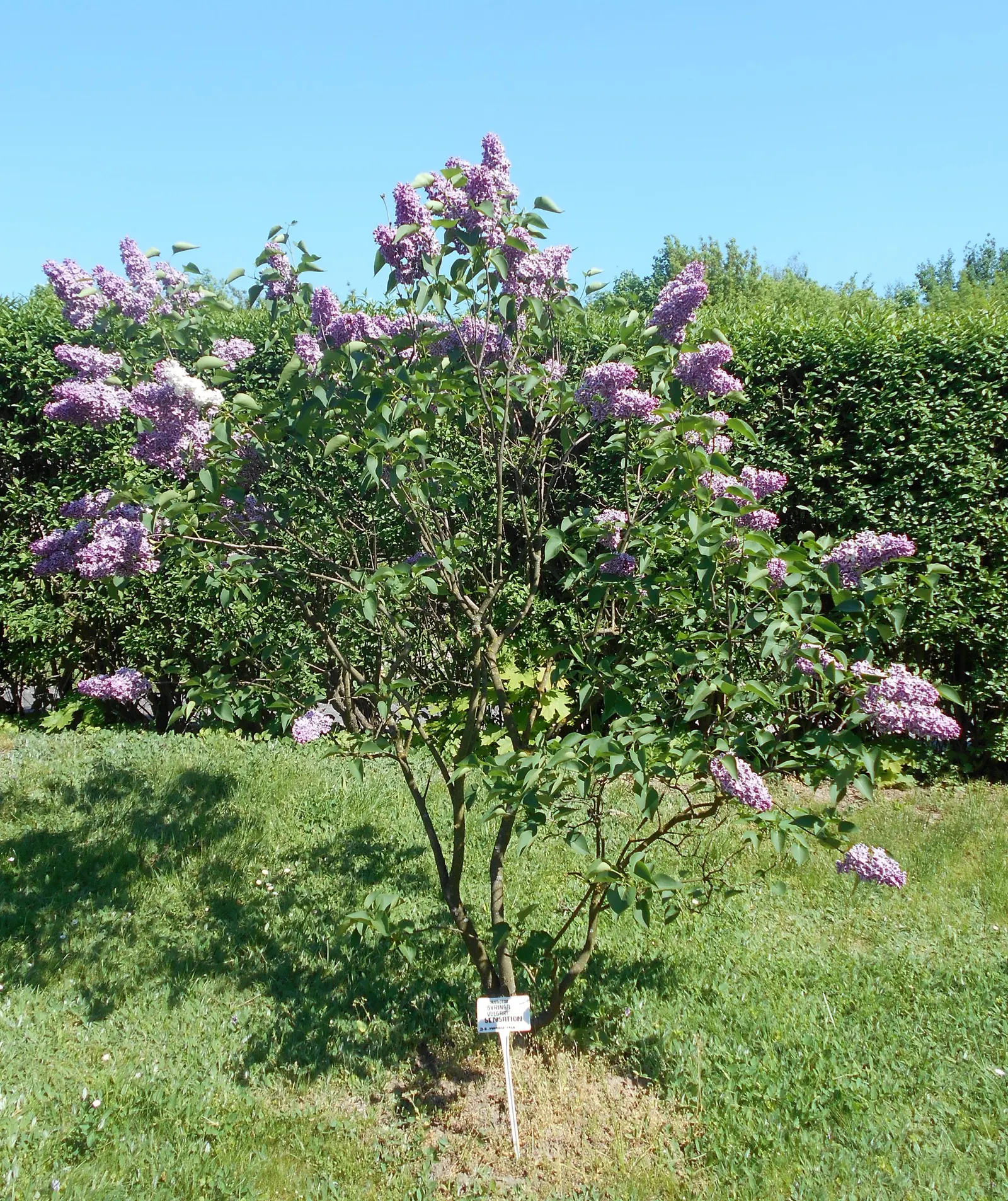 Sensation Lilac (Syringa Vulgaris 'Sensation') — Each inflorescence boasts rich purple petals that are delicately edged with a creamy white margin