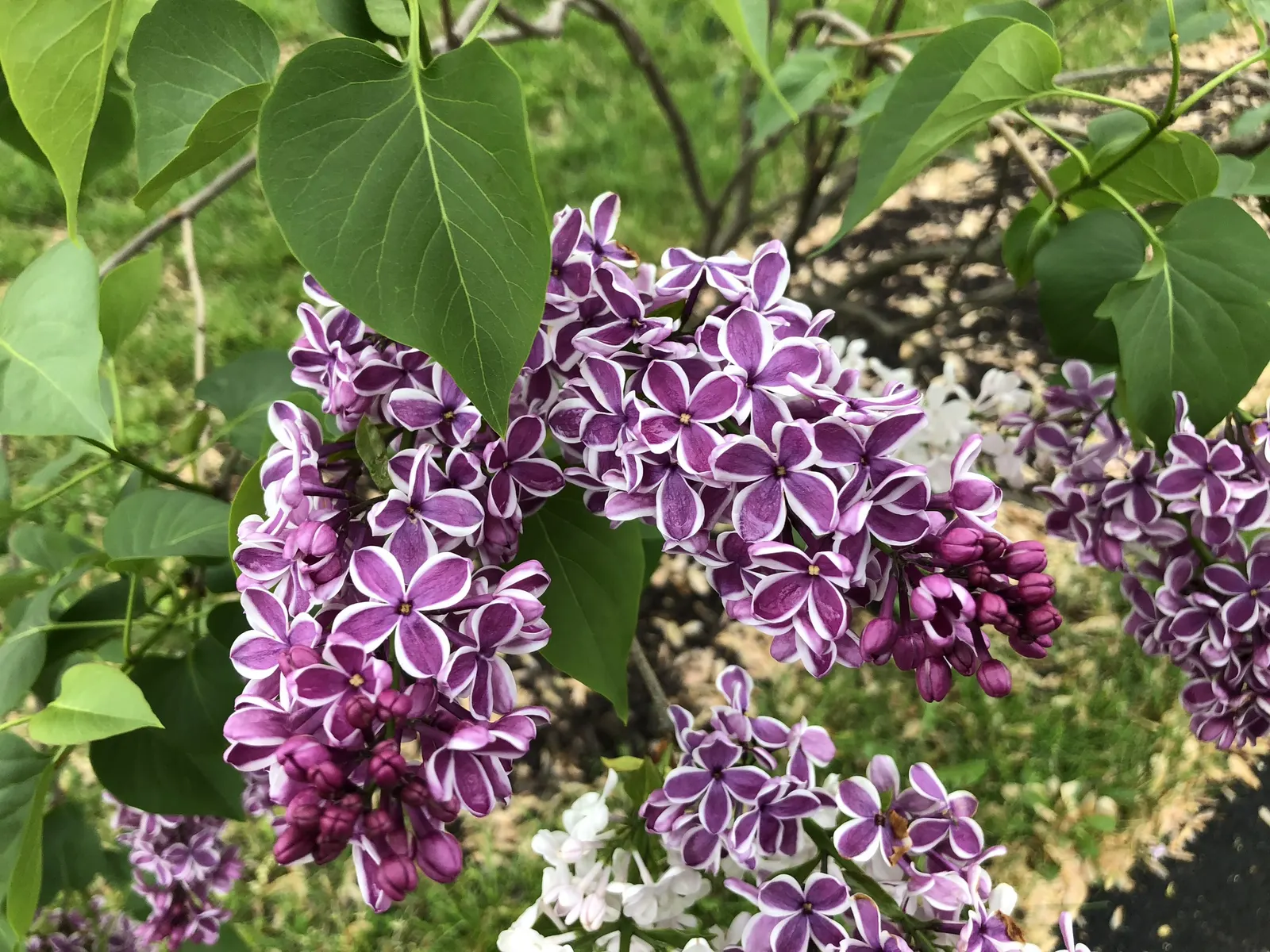 Sensation Lilac (Syringa Vulgaris 'Sensation') — shrub with multi-colored and purple and red blooms; each measuring approximately 8 to 10 inches in length