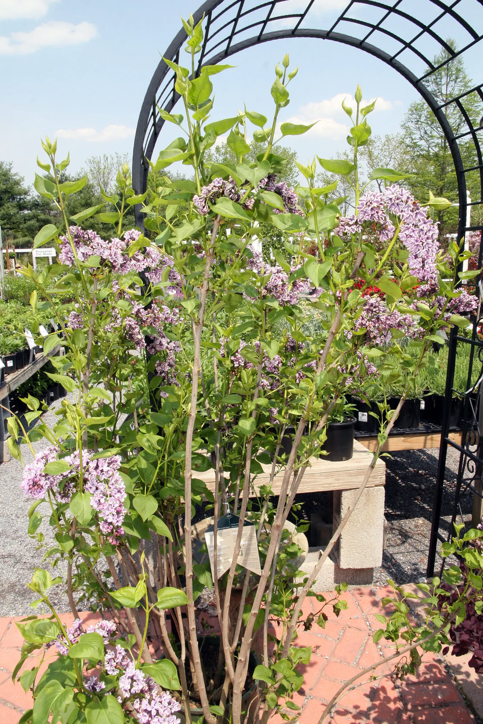 Sensation Lilac (Syringa Vulgaris 'Sensation') — this deciduous shrub offers a unique visual appeal thanks to its bi-colored flowers; is a striking deciduous