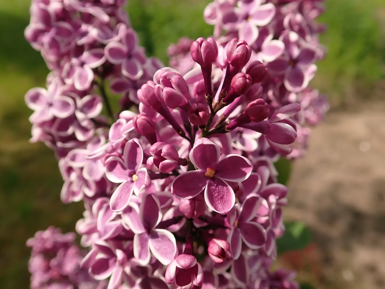 Sensation Lilac (Syringa Vulgaris 'Sensation') — This cold-hardy variety thrives in well-drained soil with full sun to partial shade