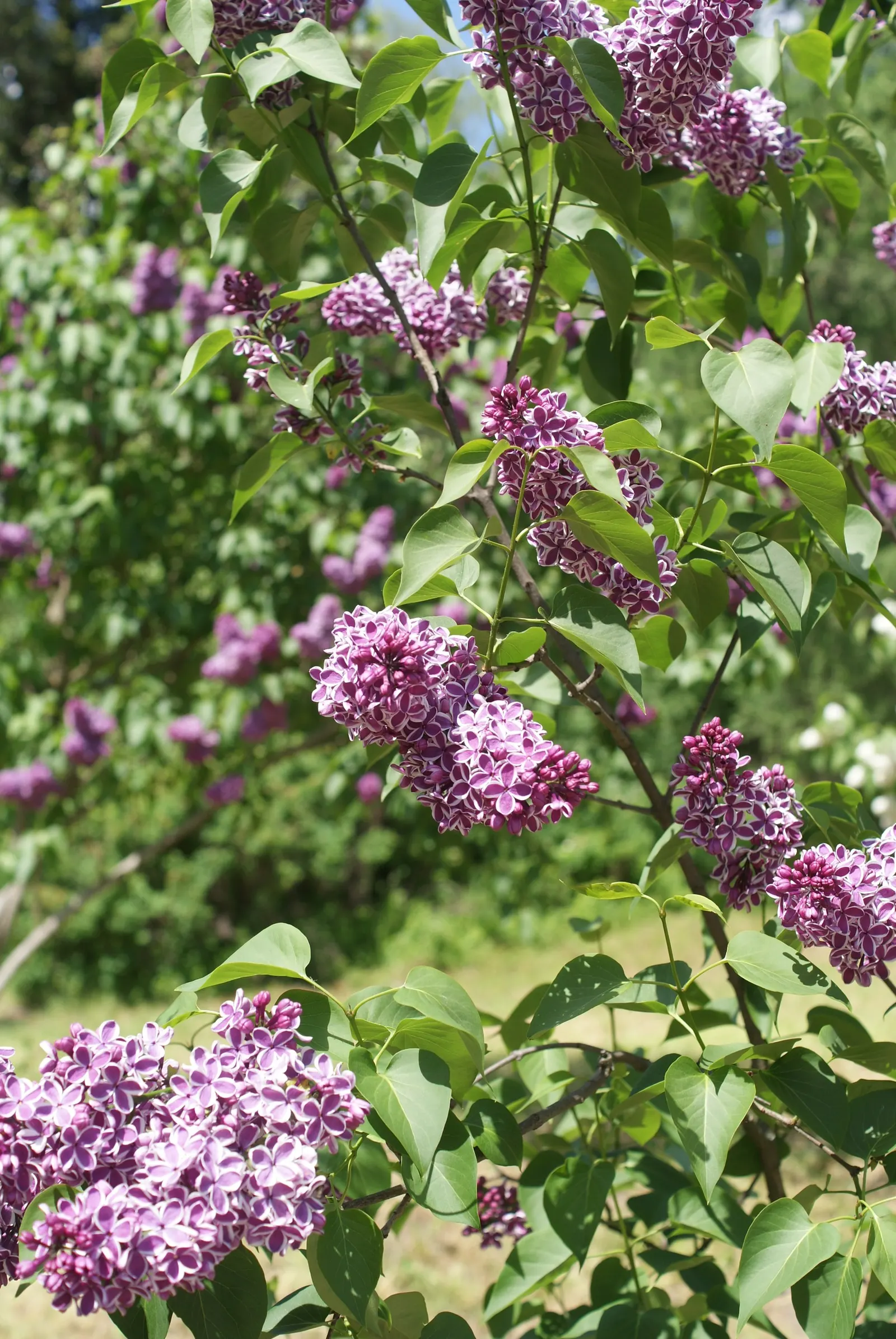 Sensation Lilac (Syringa Vulgaris 'Sensation') — This lilac variety thrives in well-drained; multi-colored and purple and red flowers in the garden