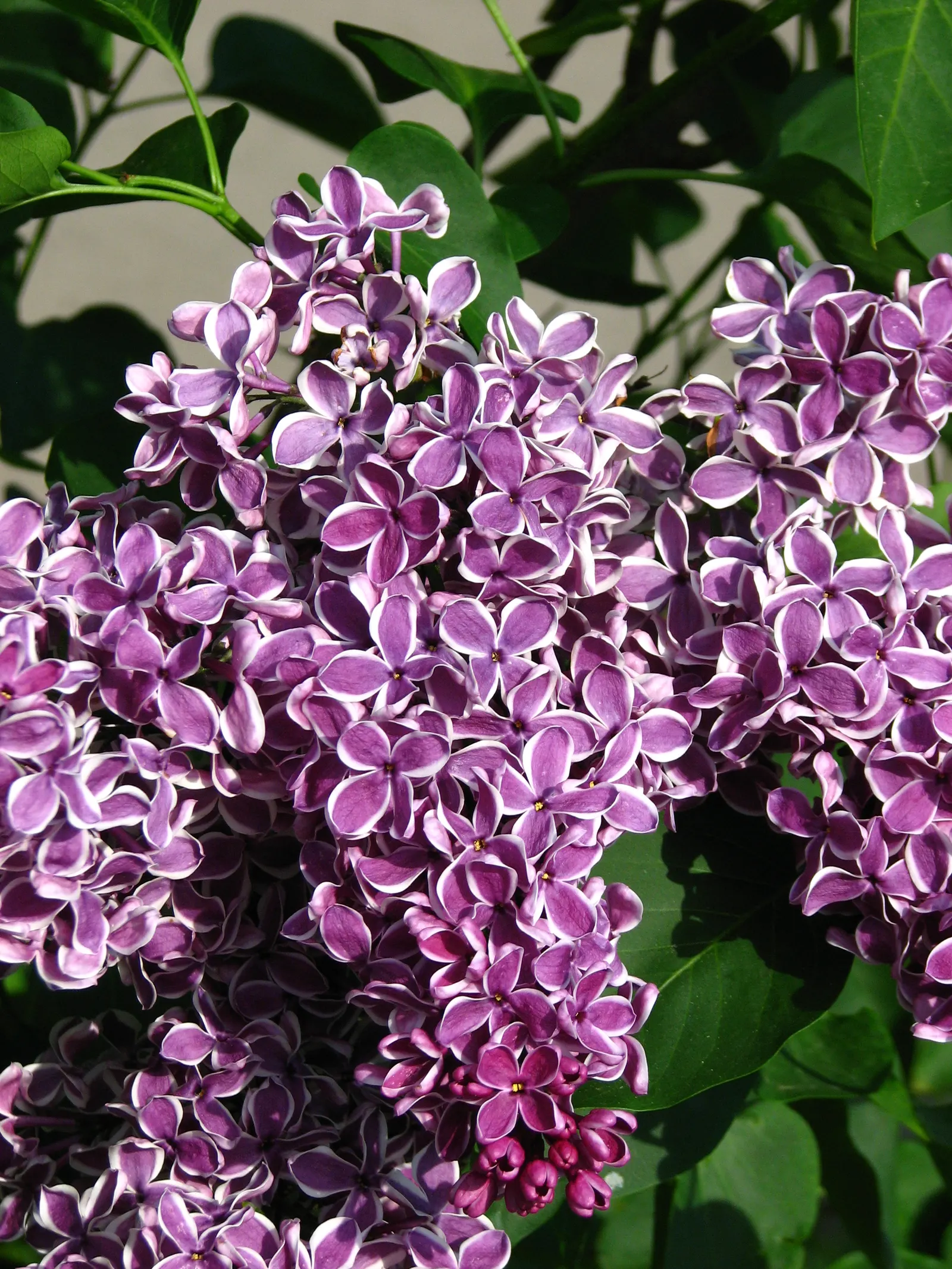Sensation Lilac (Syringa Vulgaris 'Sensation') — This resilient shrub is a low-maintenance choice