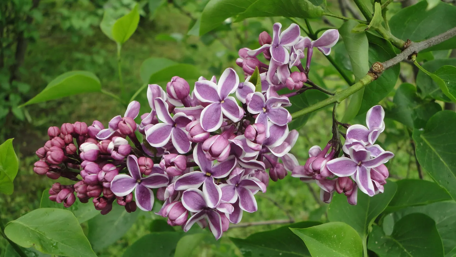 Sensation Lilac (Syringa Vulgaris 'Sensation') — tolerating winter temperatures as low as -40&deg;F to -30&deg;F; shrub for full