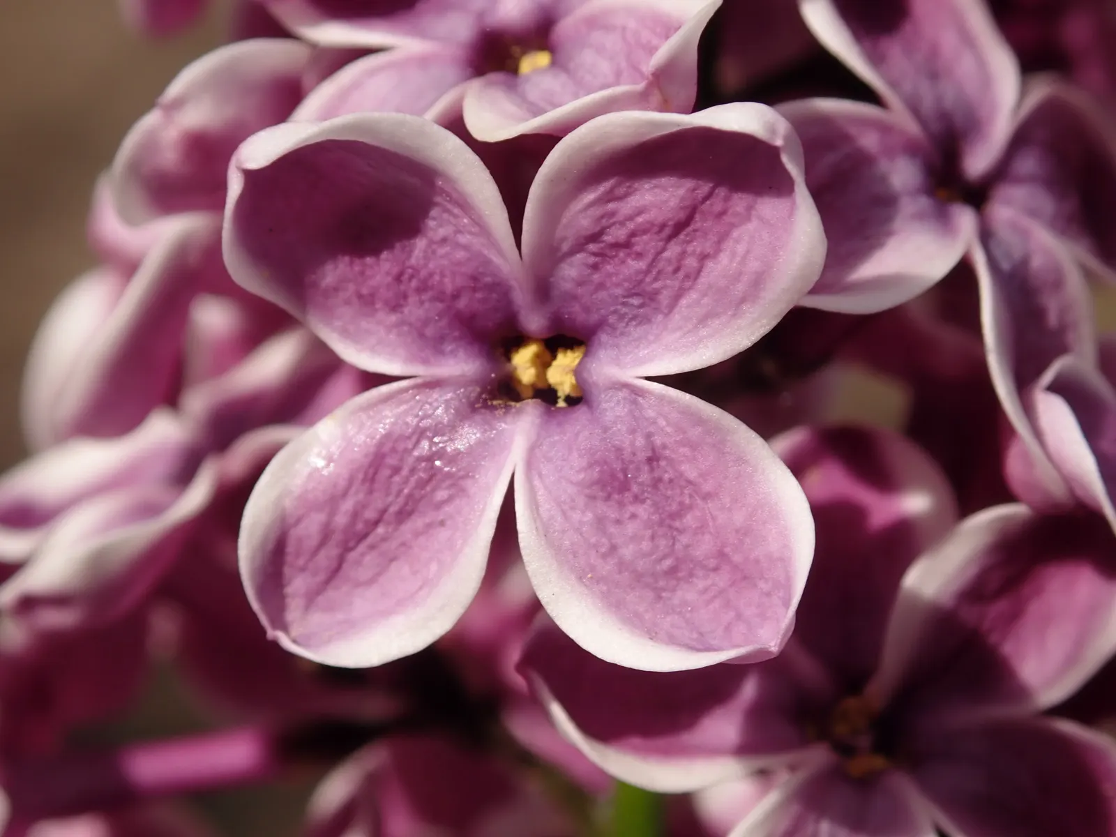Sensation Lilac (Syringa Vulgaris 'Sensation') — neutral to slightly alkaline soil conditions.<br><br>Practical for the client's knowledge; as a landscape