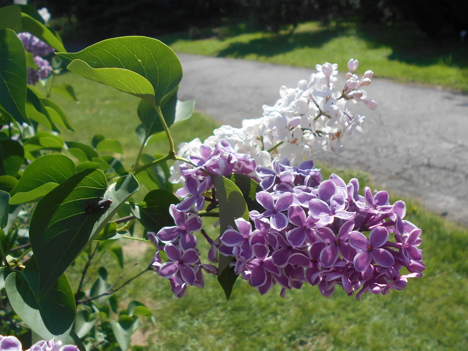 Sensation Lilac (Syringa Vulgaris 'Sensation') — Each inflorescence boasts rich purple petals that are delicately edged with a creamy white margin; creating a