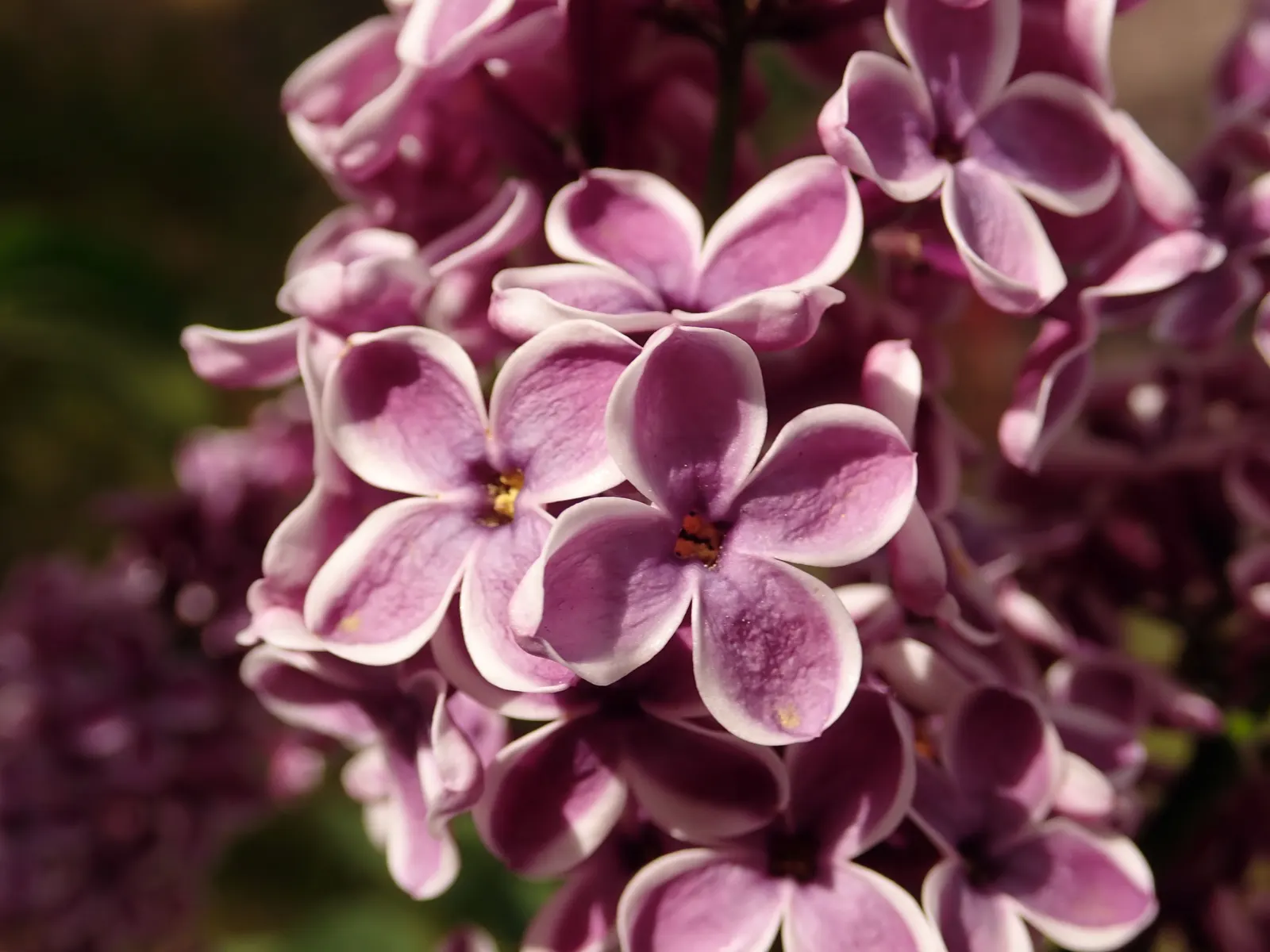 Sensation Lilac (Syringa Vulgaris 'Sensation') — is a striking cultivar celebrated for its distinctive blooms and delightful fragrance