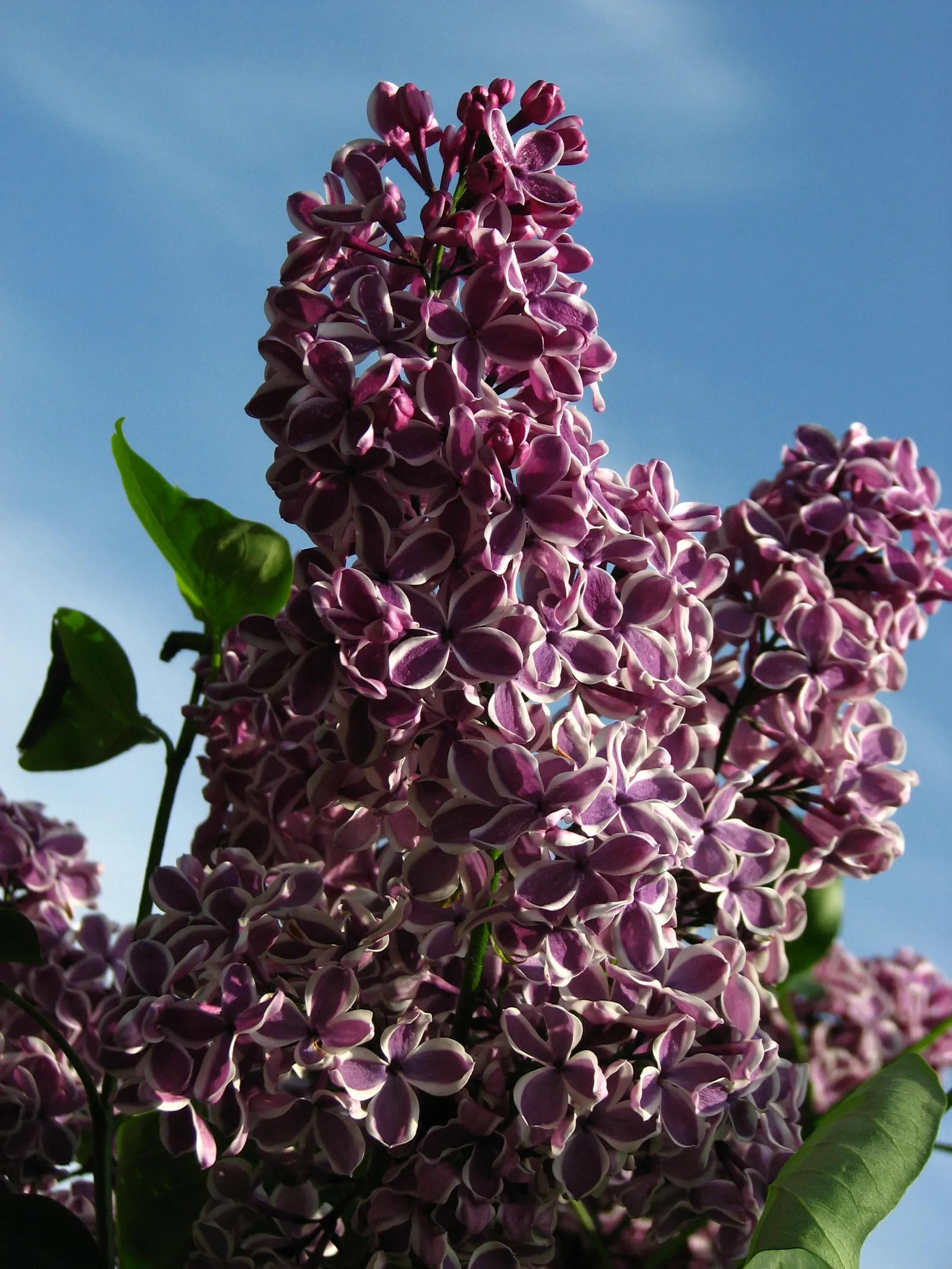 Sensation Lilac (Syringa Vulgaris 'Sensation') — each measuring approximately 8 to 10 inches in length